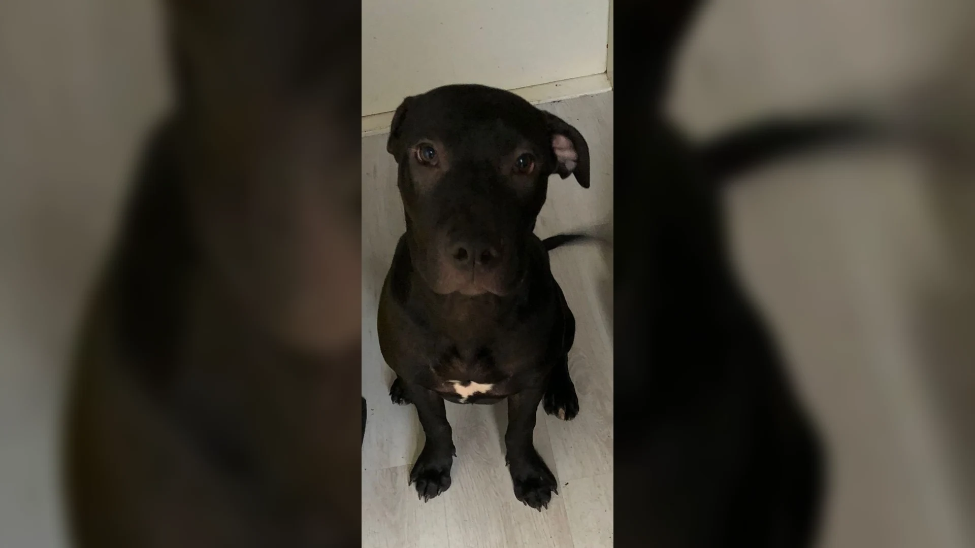 Hond tijdens storm Eunice vastgebonden aan boom achtergelaten in bos