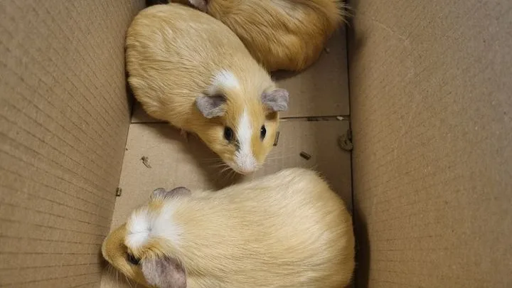 Drie gedumpte cavia's gevonden in Amsterdams park