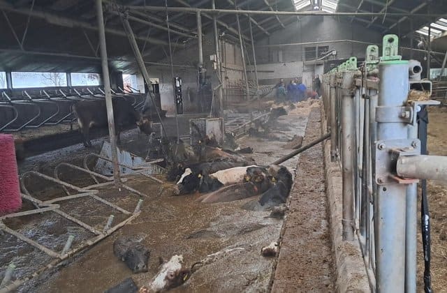 Veertig koeien zakken door stalvloer in Westbroek: 'Tijdsdruk wordt groter'
