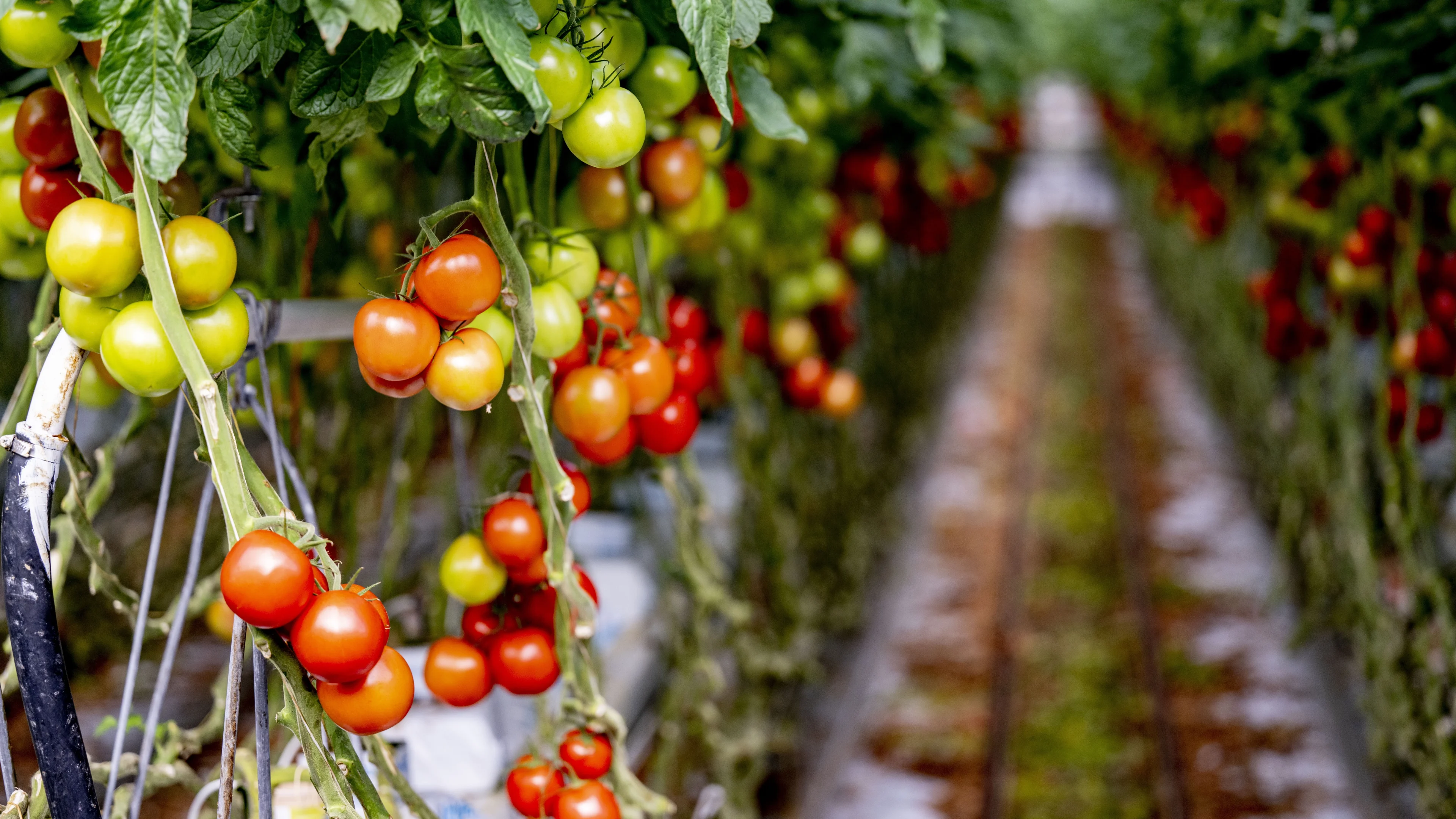 Groenteteler hangt hoogste boete ooit boven het hoofd voor giftige lozingen