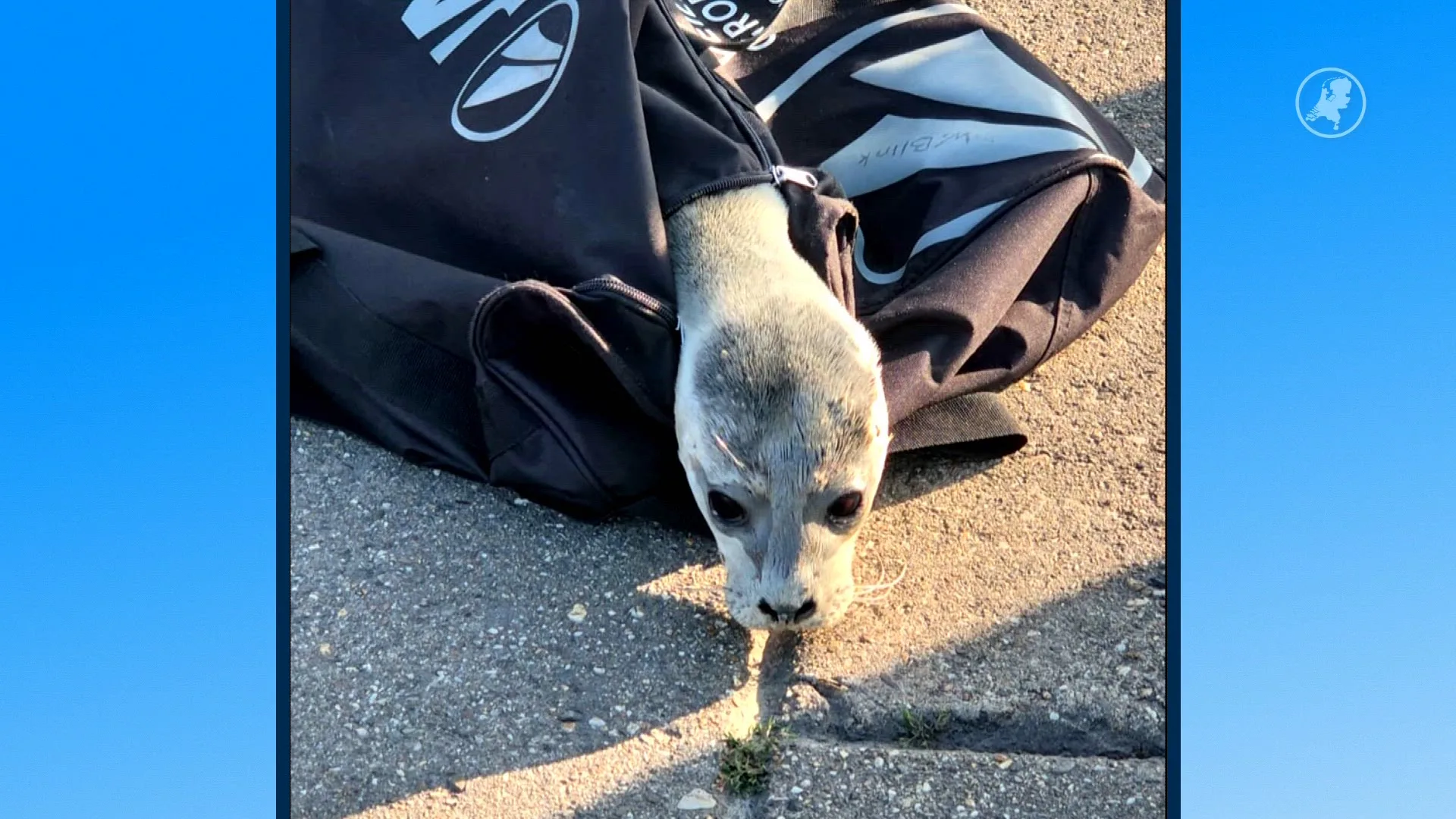 Zeehond Rave weer hersteld, terug de Waddenzee in