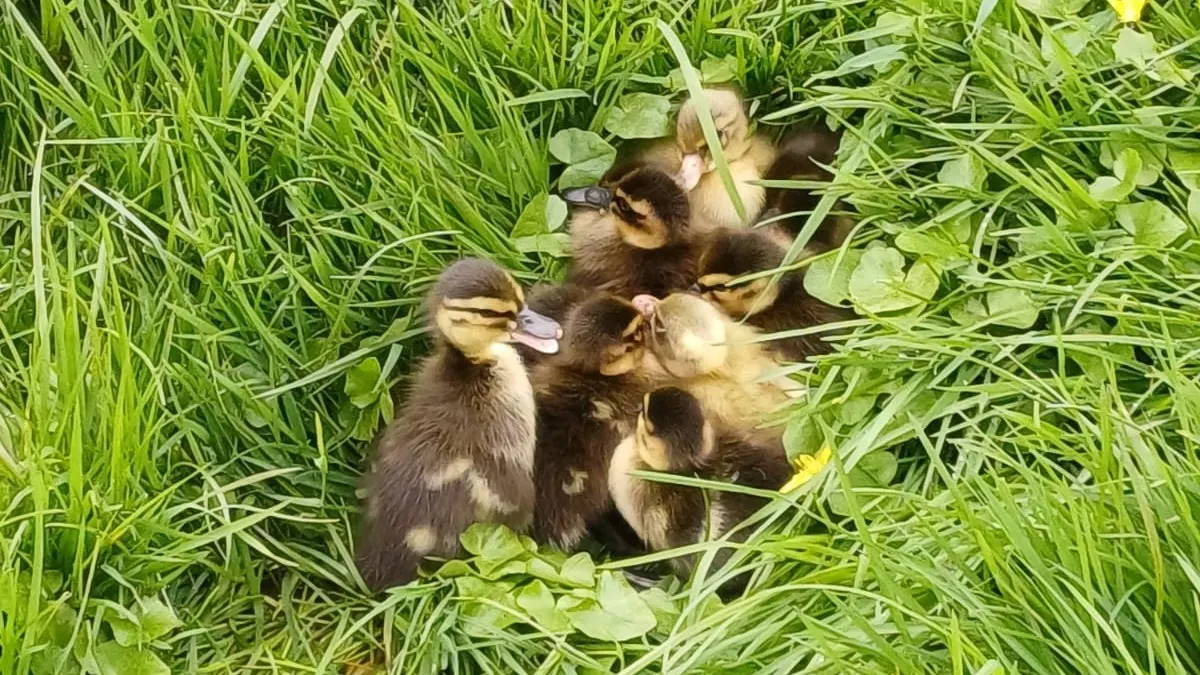 Moedereend doodgereden, kuikens blijven achter