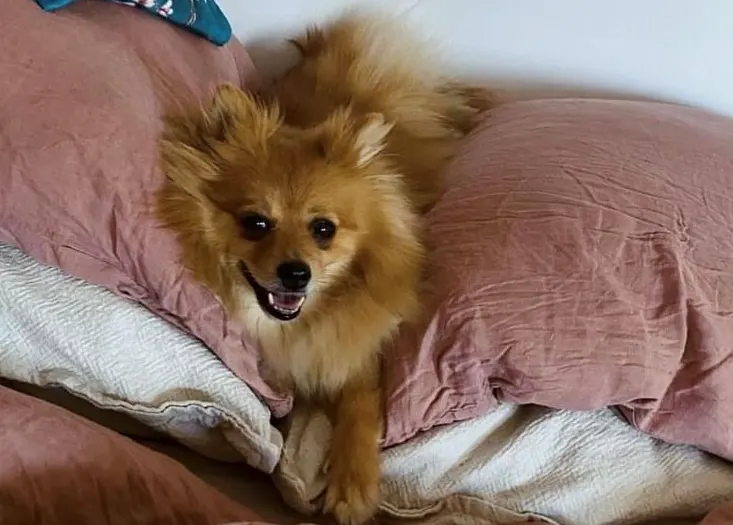 Hond Keesje doodgereden door fatbiker, die er vervolgens vandoor ging