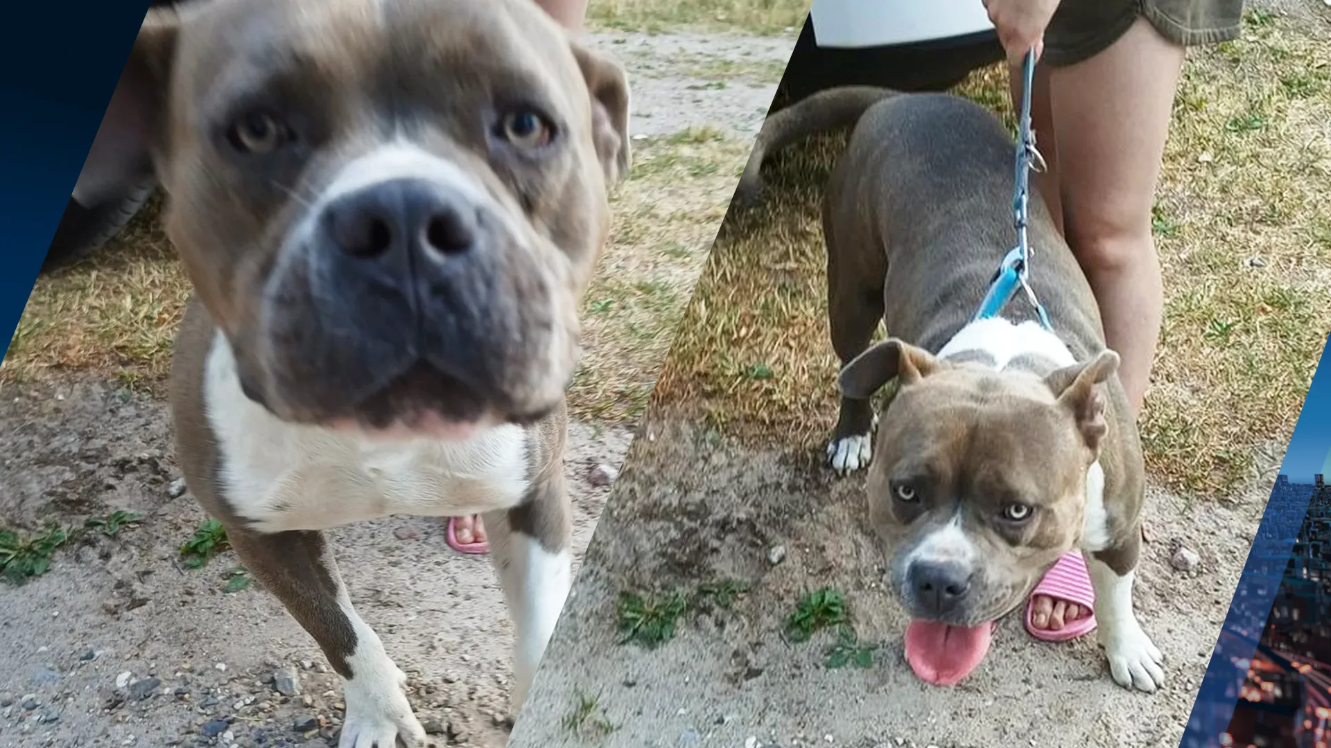 Hond zonder water vastgebonden aan boom terwijl gezin geniet van Galderse Meren: 'Bizar'