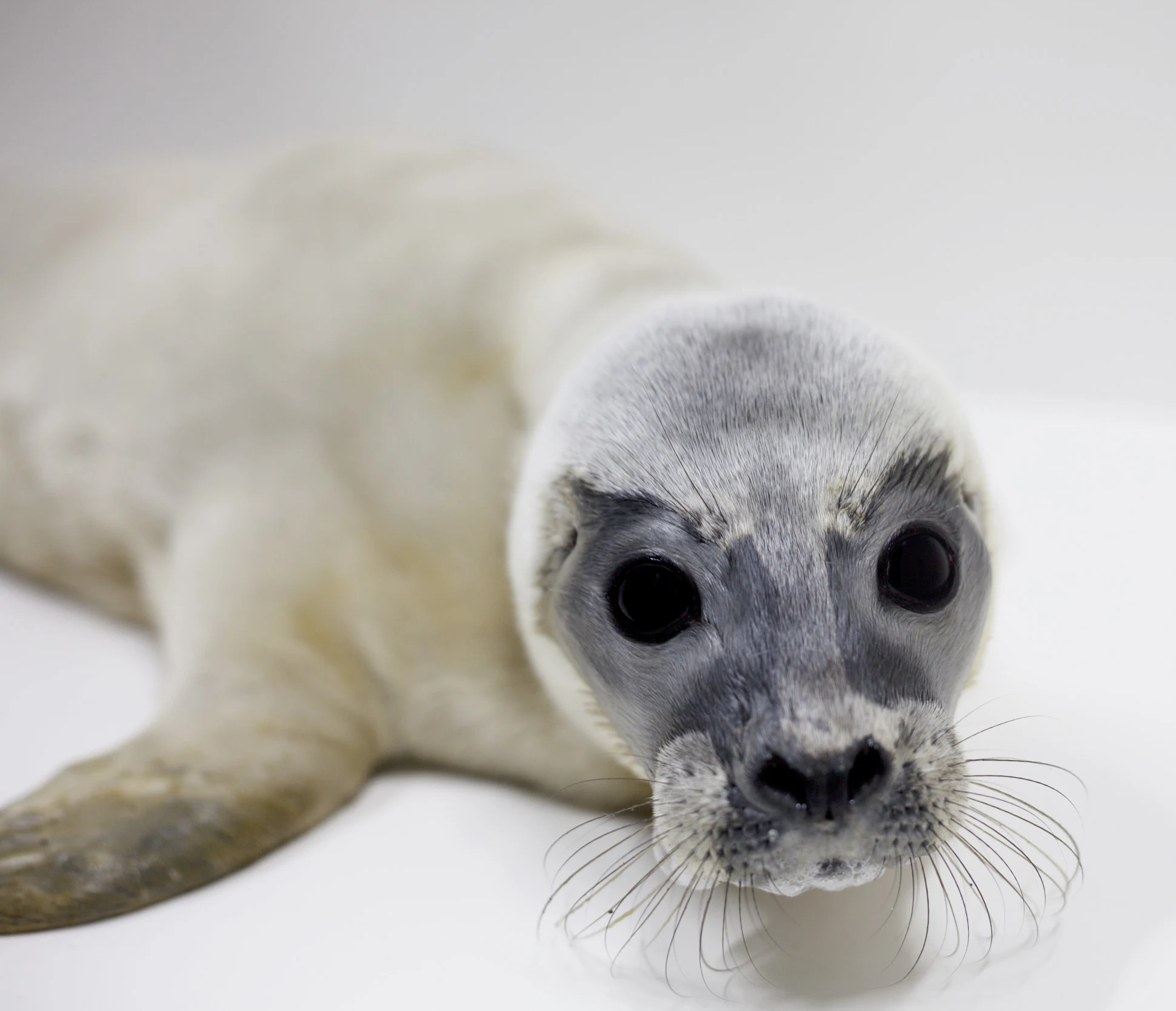 Eerste huiler van de zomer opgevangen in Pieterburen
