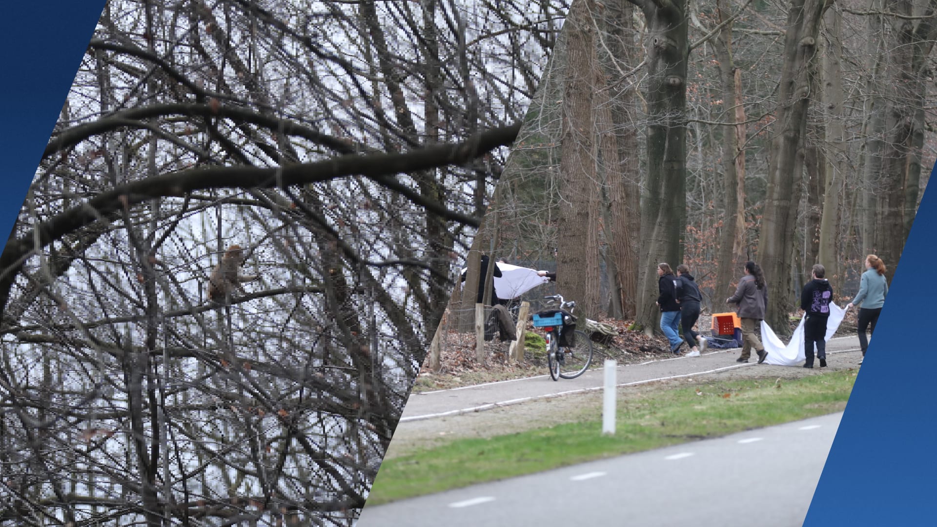 Twee ontsnapte apen weer terug in Apenheul, derde nog buiten verblijf