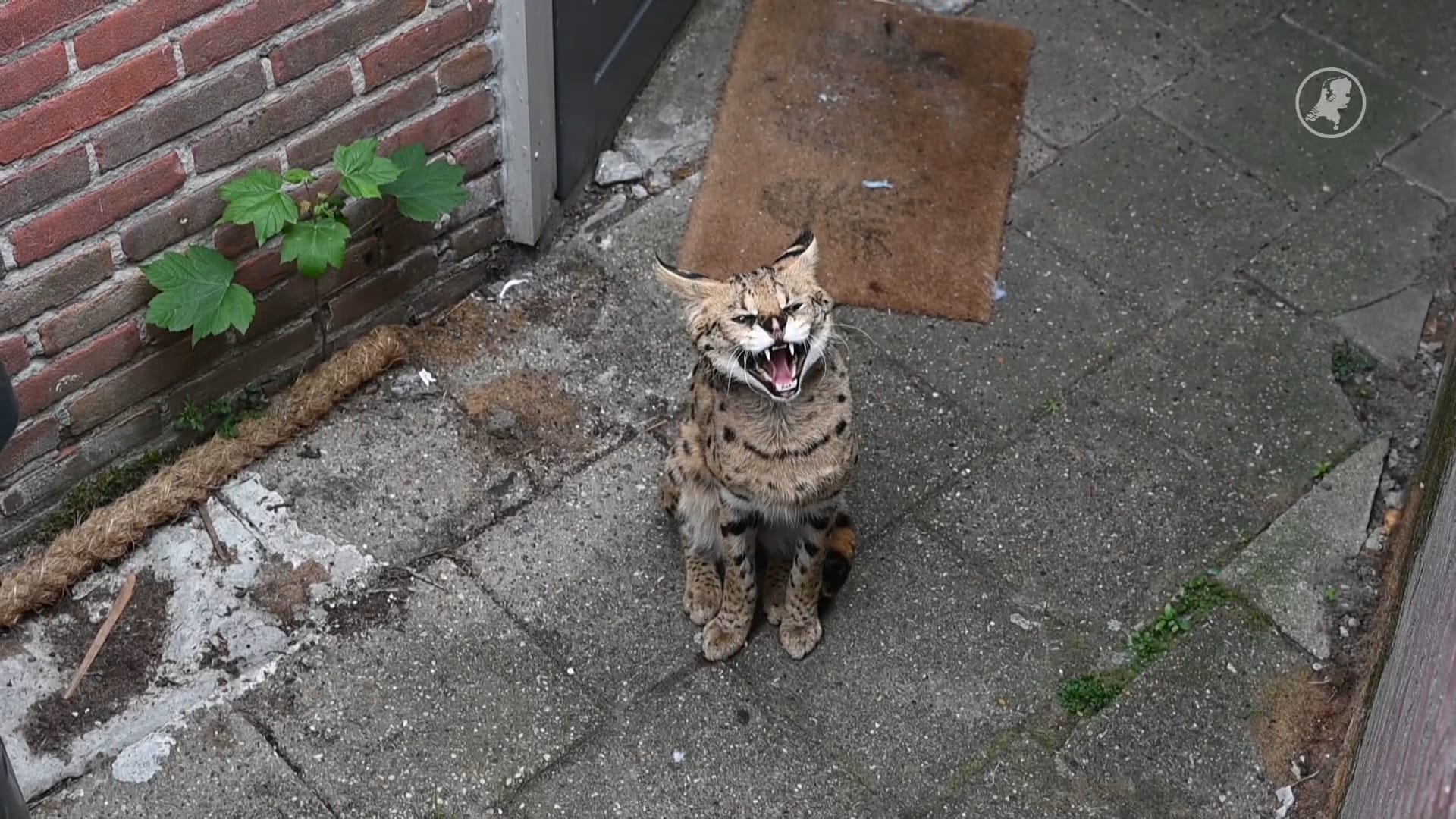 Ontsnapte serval Django gaat op strooptocht in Tilburgse woonwijk