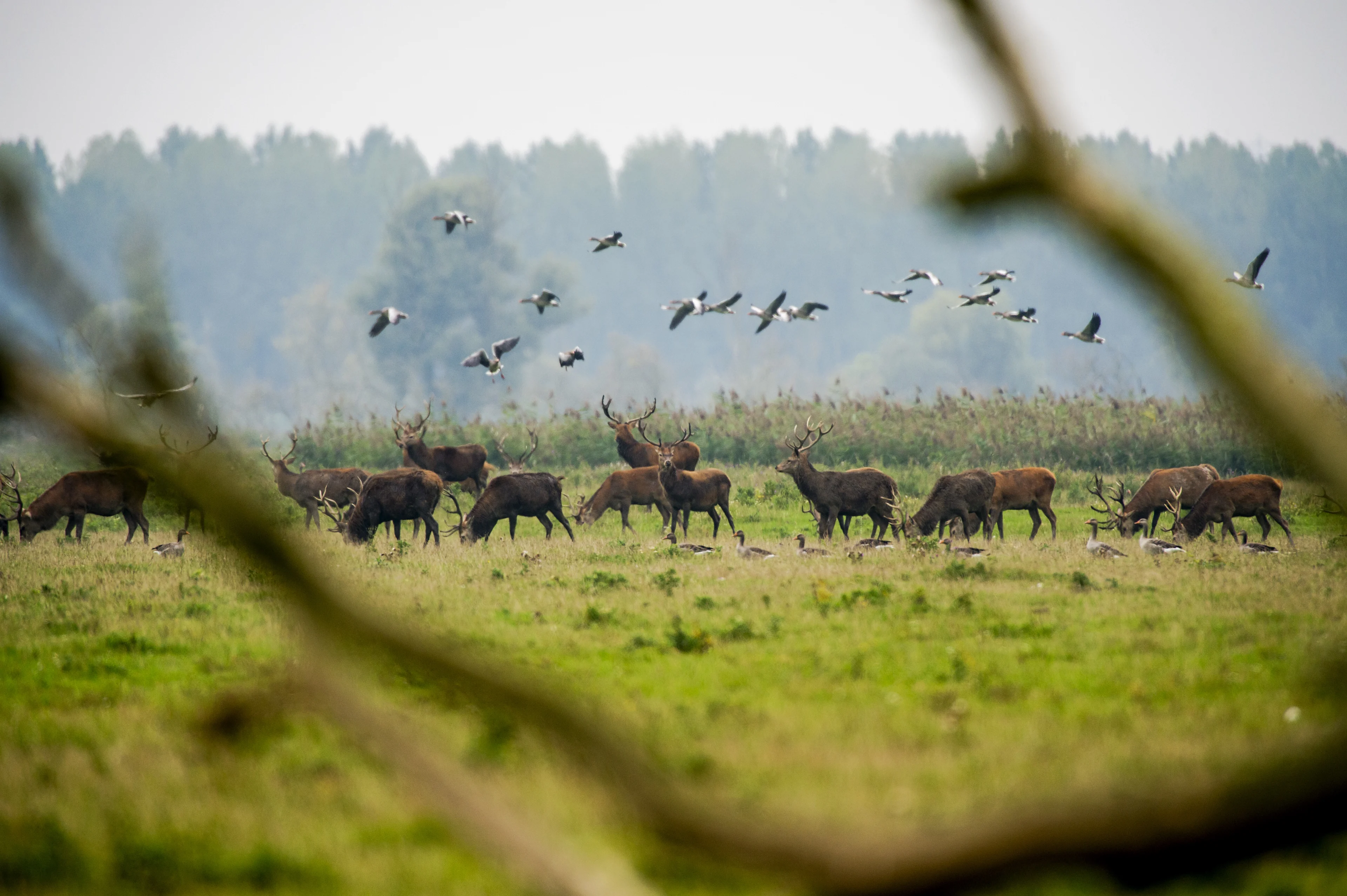 Rechter: afschieten van herten in Oostvaardersplassen mag voorlopig niet