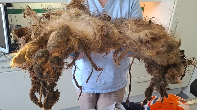 Beloning om dierenbeul te vinden die hondje in Berkenwoude zwaar verwaarloosde