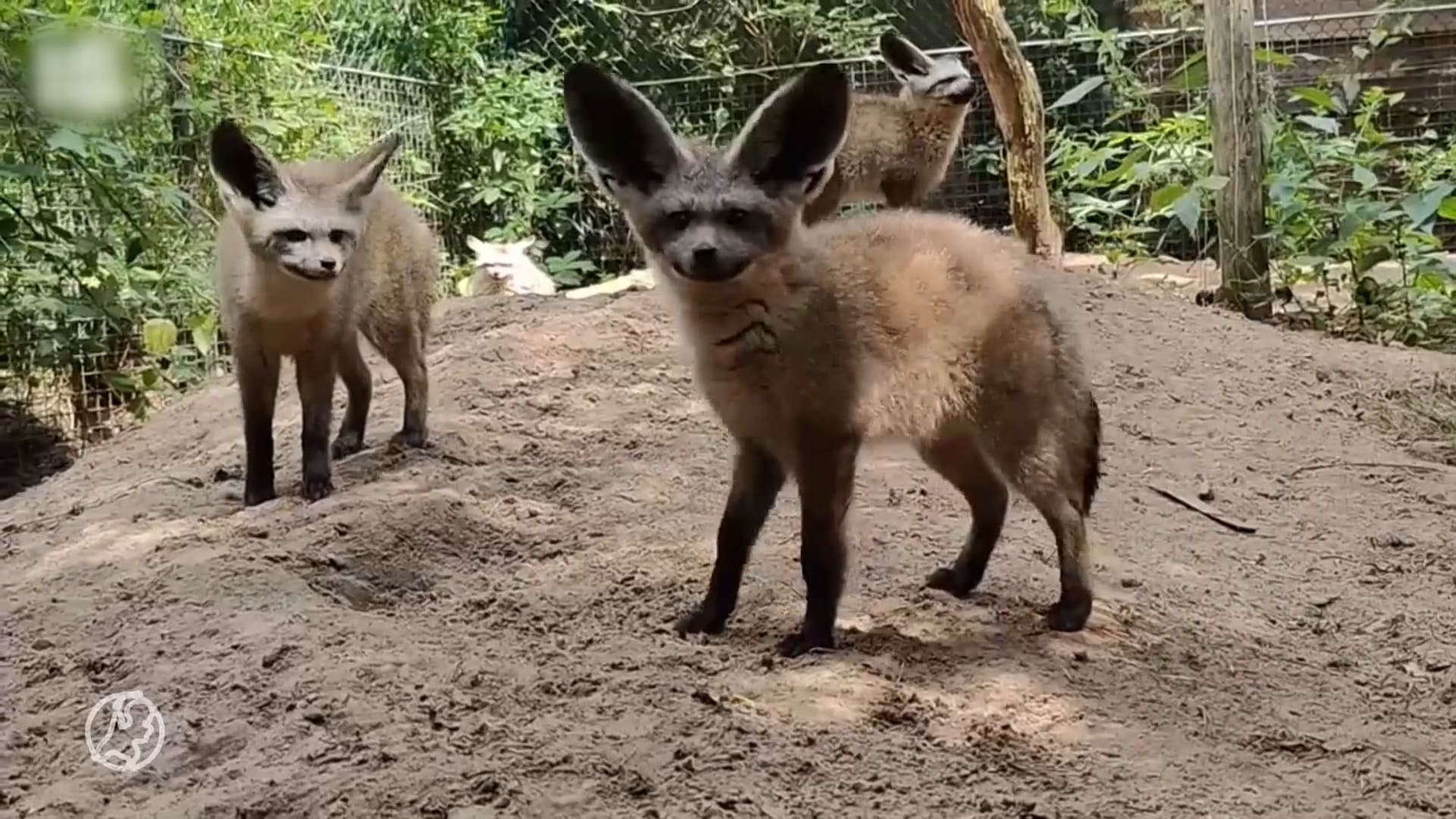 Stokstaartjes in Beekse Bergen krijgen nieuwe huisgenoten