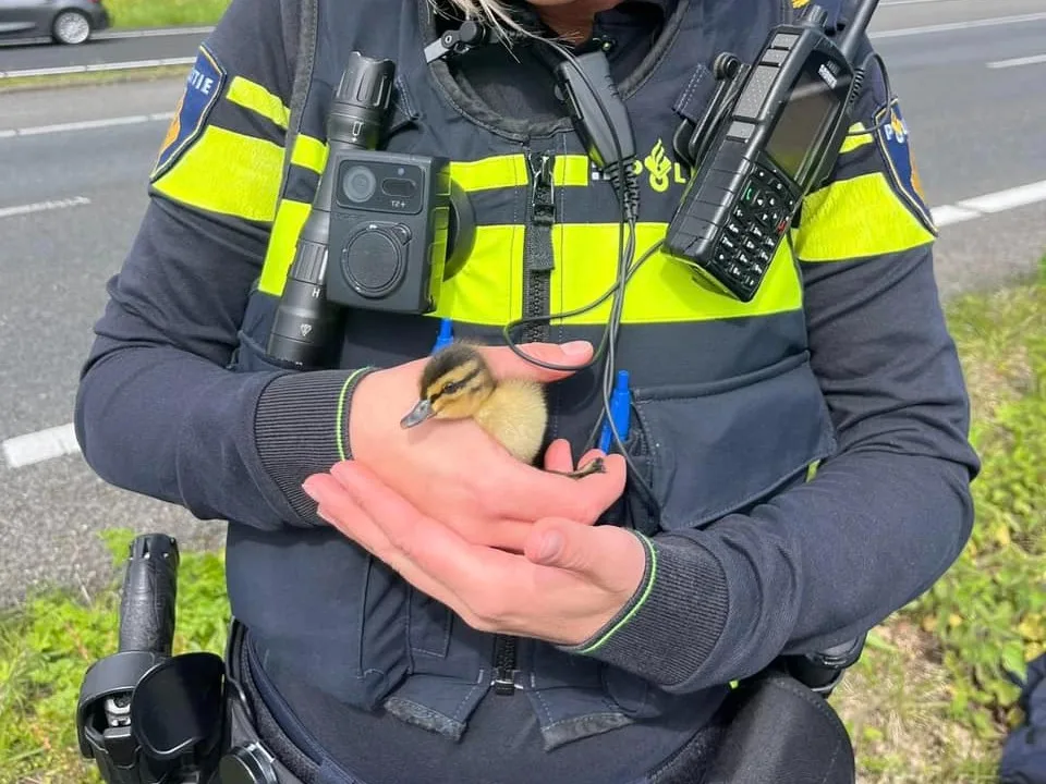 Overstekende kuikens veroorzaken vrachtwagencrash op A15