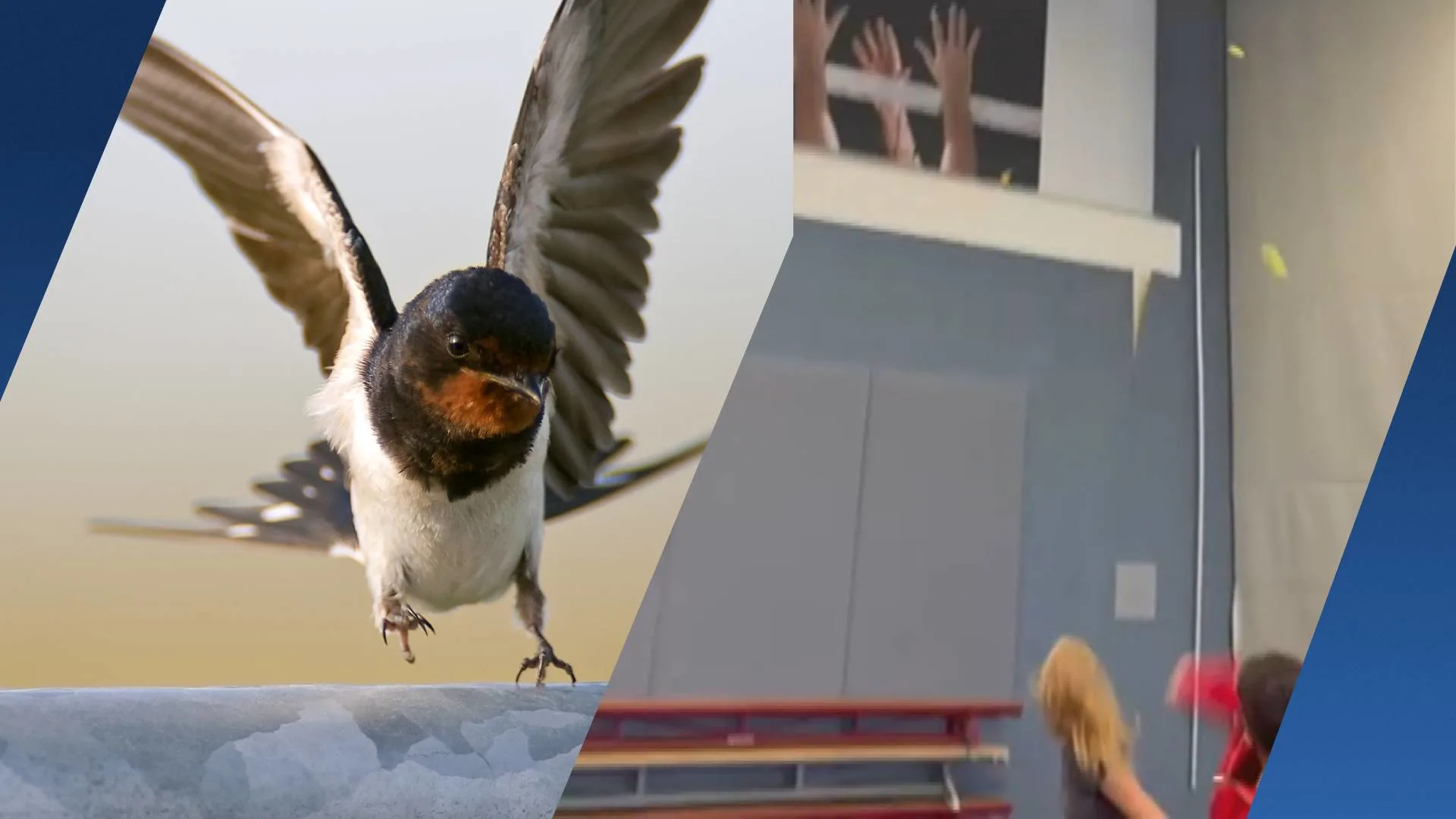 Baarnse zwaluw veroorzaakt heisa in gymzaal en dwarsboomt examens