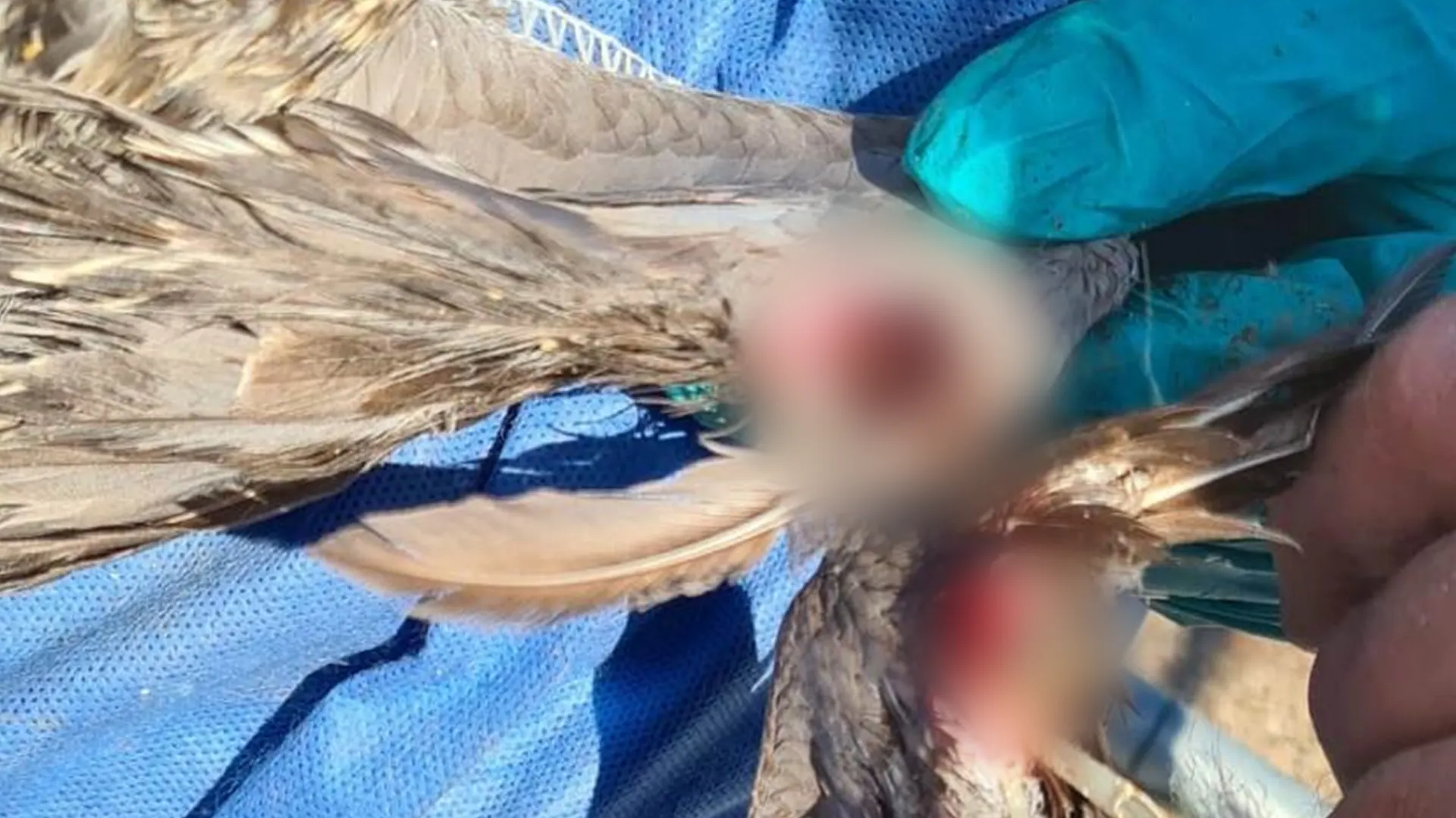 Duistere praktijken en amputaties bij vogelhandelaar, NVWA grijpt in