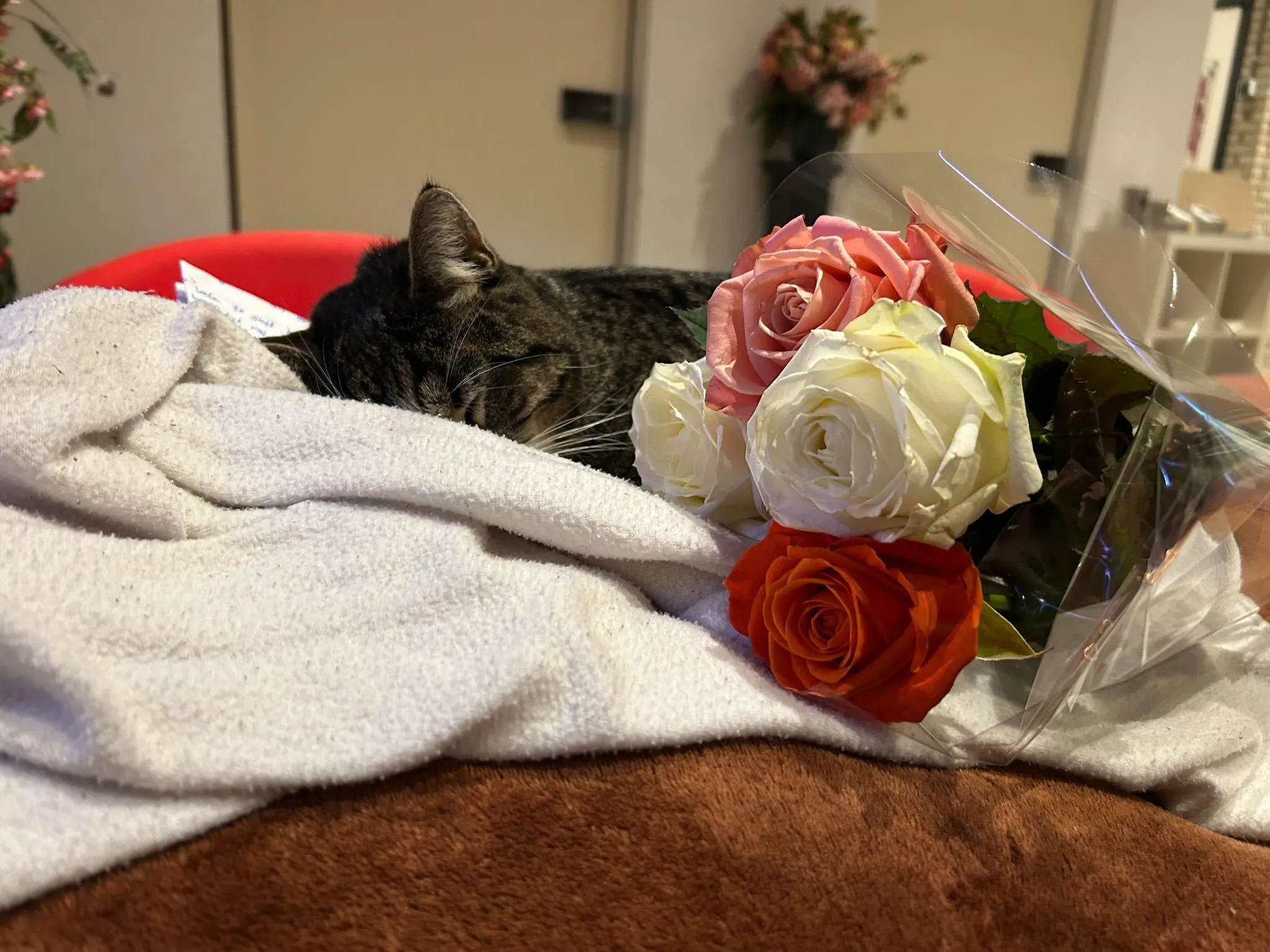 Kattenhater actief in Houten? Meerdere katten opeens overleden, ook James