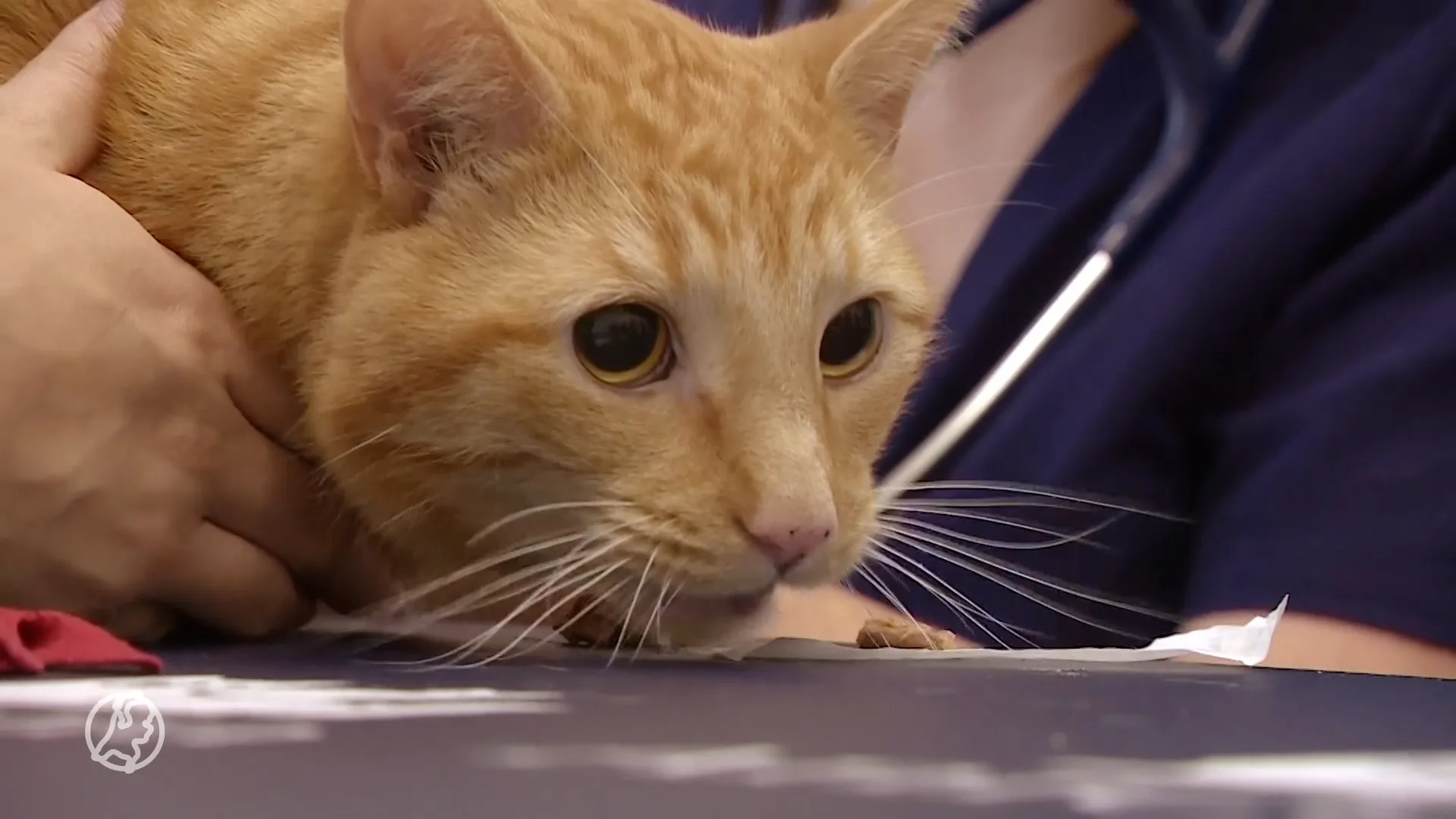 Speciale donatiedag voor honden en katten om bloedtekort