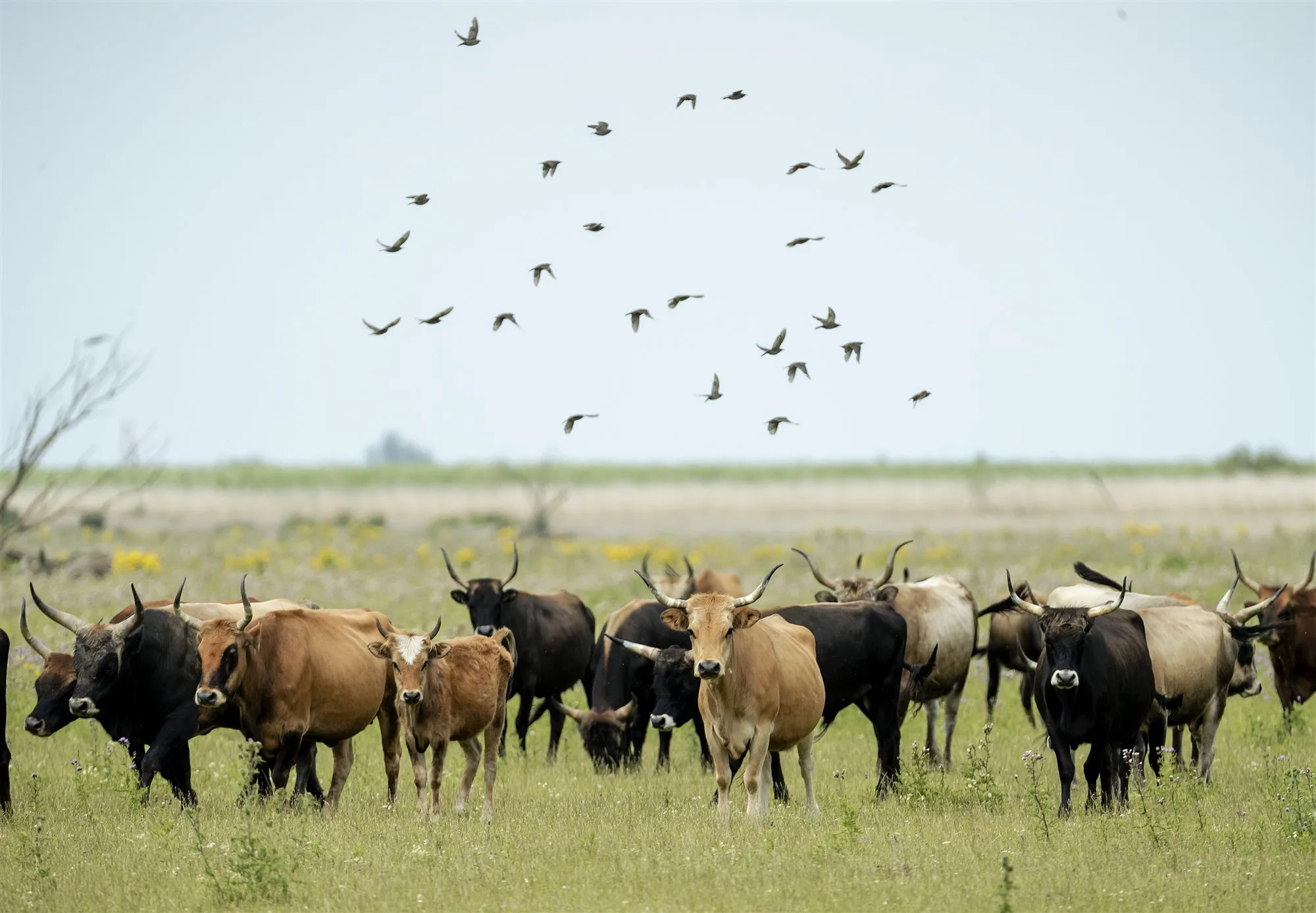 Wegens droogte extra hooi voor 'magere' runderen in Oostvaardersplassen