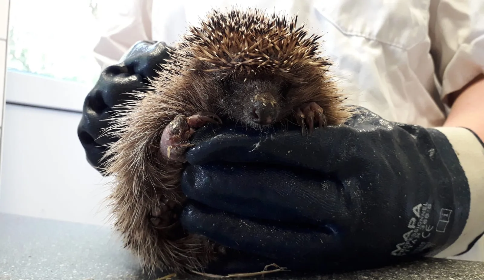 Als voetbal gebruikte egel knapt goed op en mag bijna weer terug de natuur in
