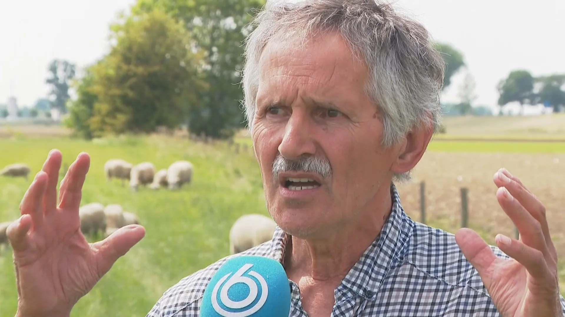 Schapenboer Jos is woest na 43 doodgebeten schapen: 'Die wolf en ik kunnen in Nederland niet samenzijn'