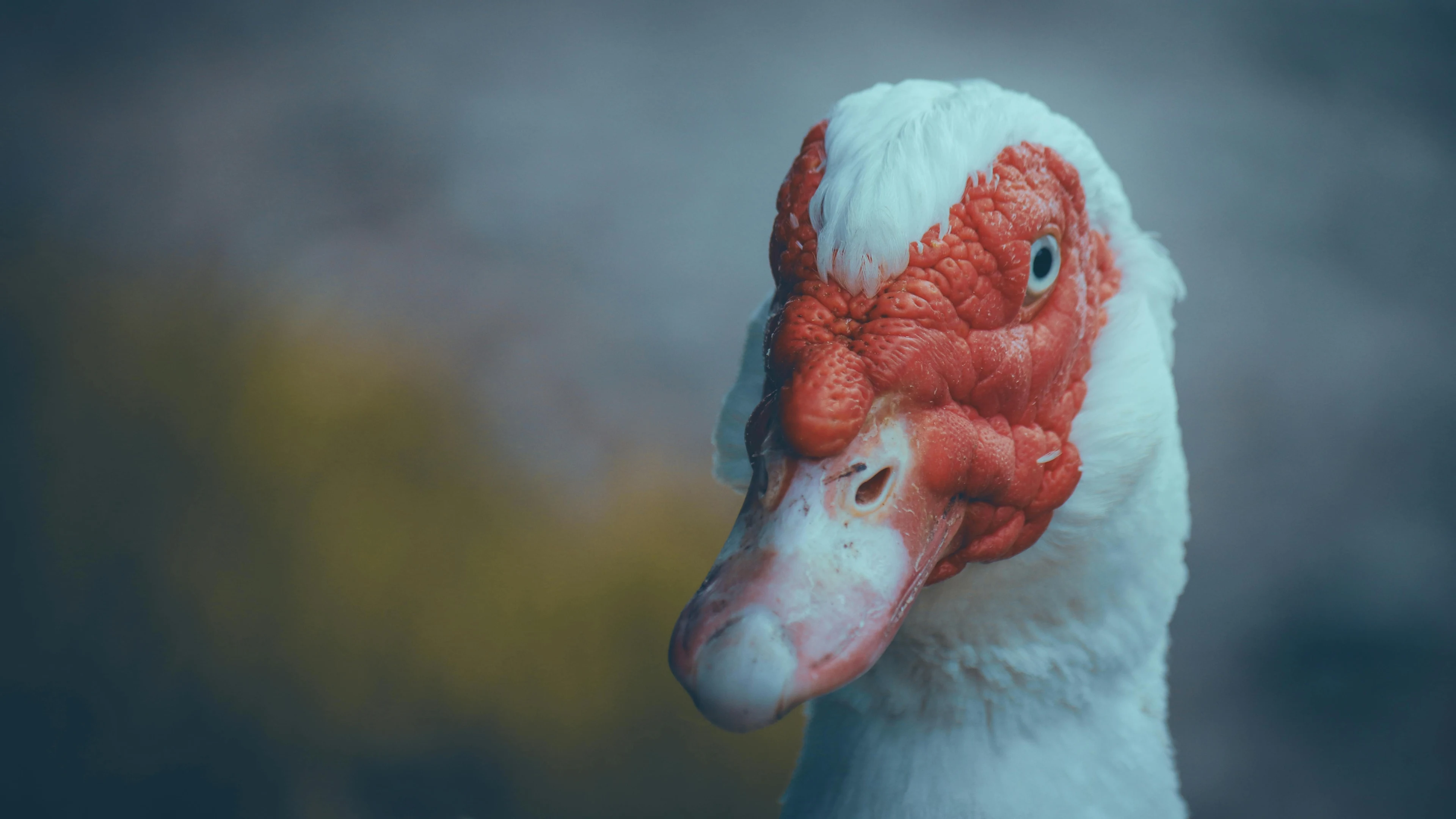 Oostzaan wil af van muskuseenden, maar Sabrina en Cor komen in actie