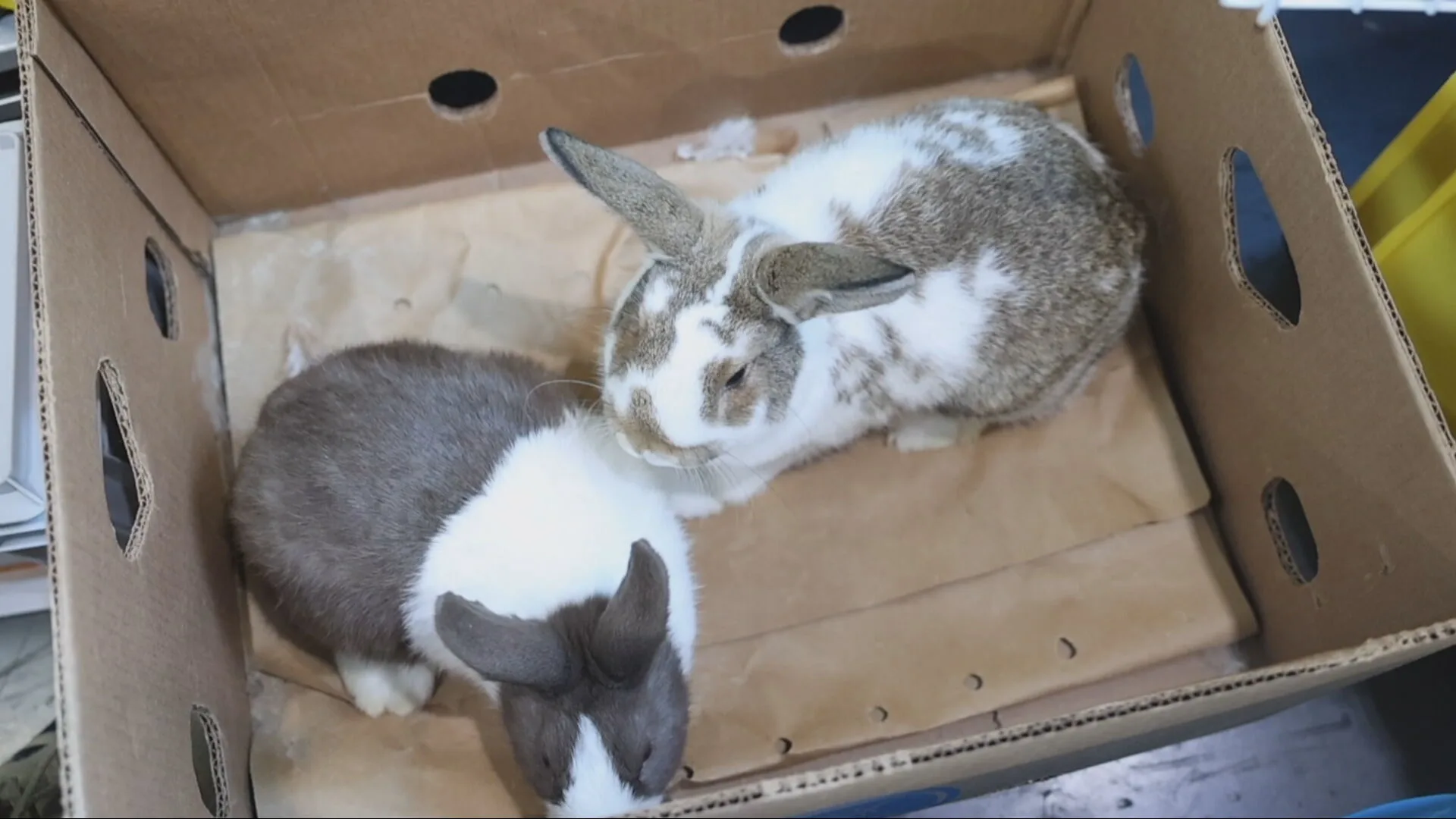 Konijnen, kippen en duiven in dozen gedumpt in Den Haag