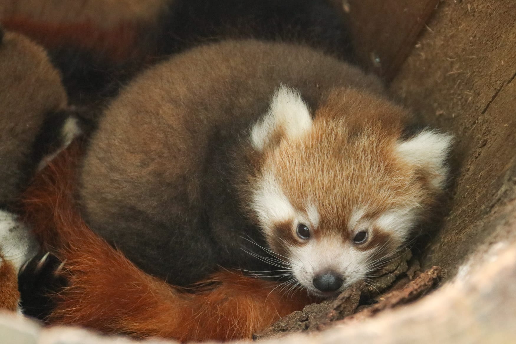 Geslacht van pasgeboren rode panda's Dierenpark Amersfoort is bekend