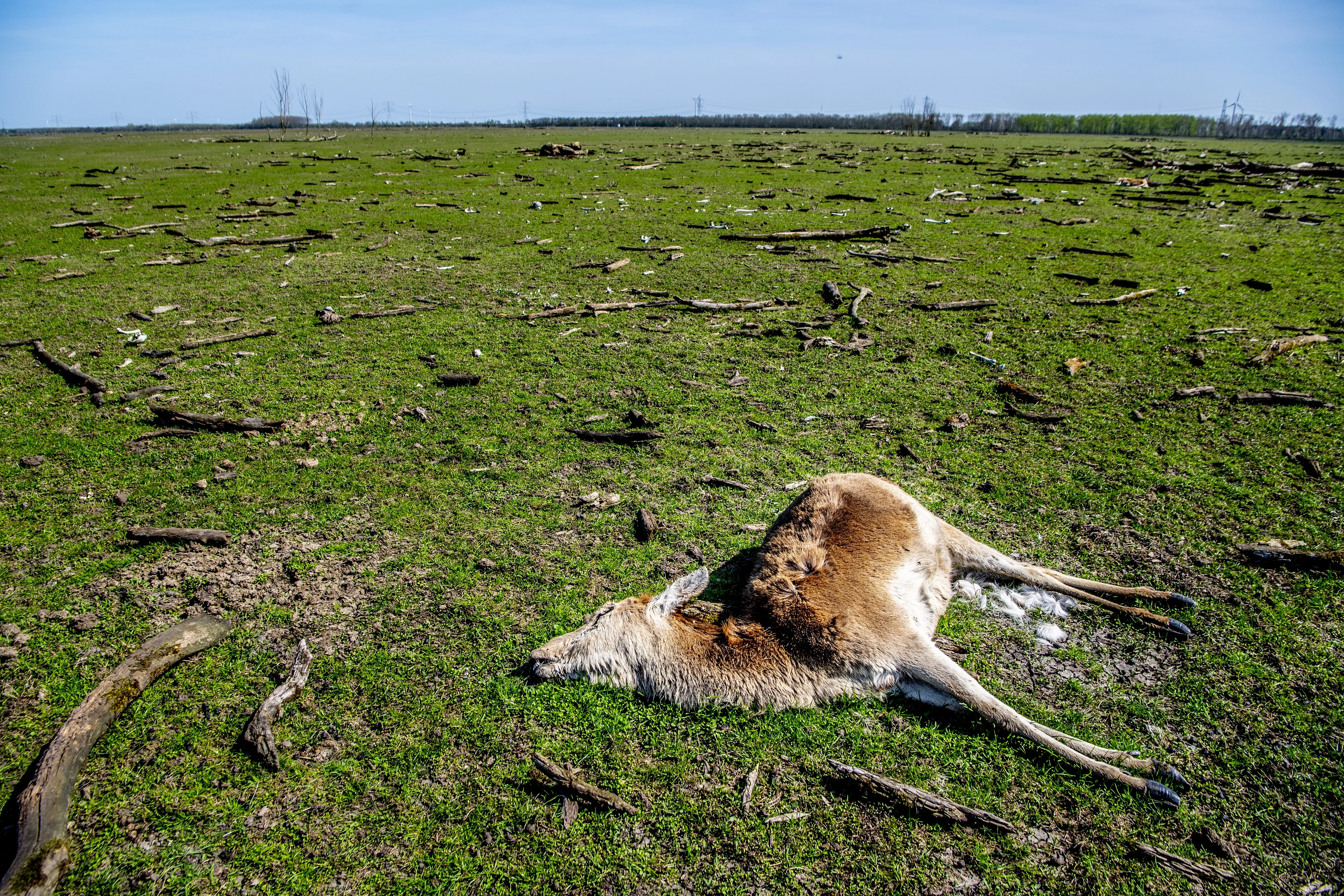 'Afschieten herten Oostvaardersplassen is de enige keuze'