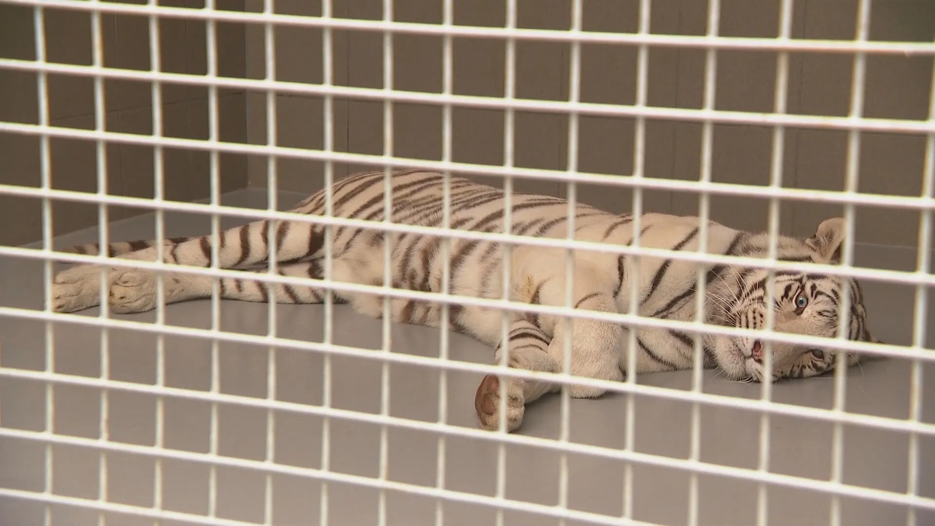 Ook 'hoteltijger' Muba vanuit Slowakije naar Nederland gehaald: 'Fluitje van een cent'