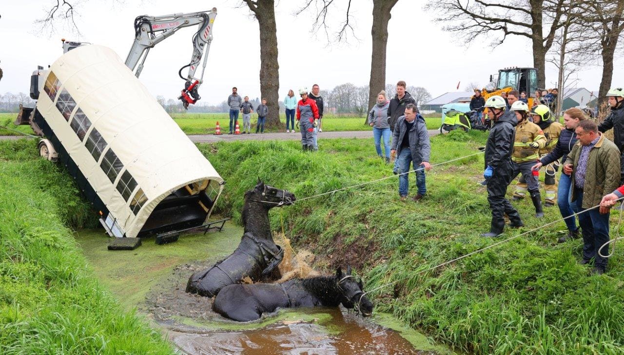 Geschrokken paarden belanden met huifkar én menner in Berlicumse plomp