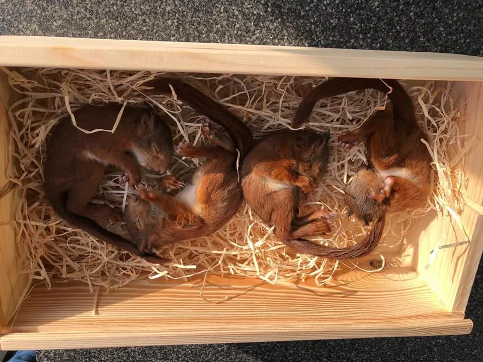 Vier eekhoorntjes dood door roekeloze bomenkap in Bilthoven: 'Afschuwelijk'