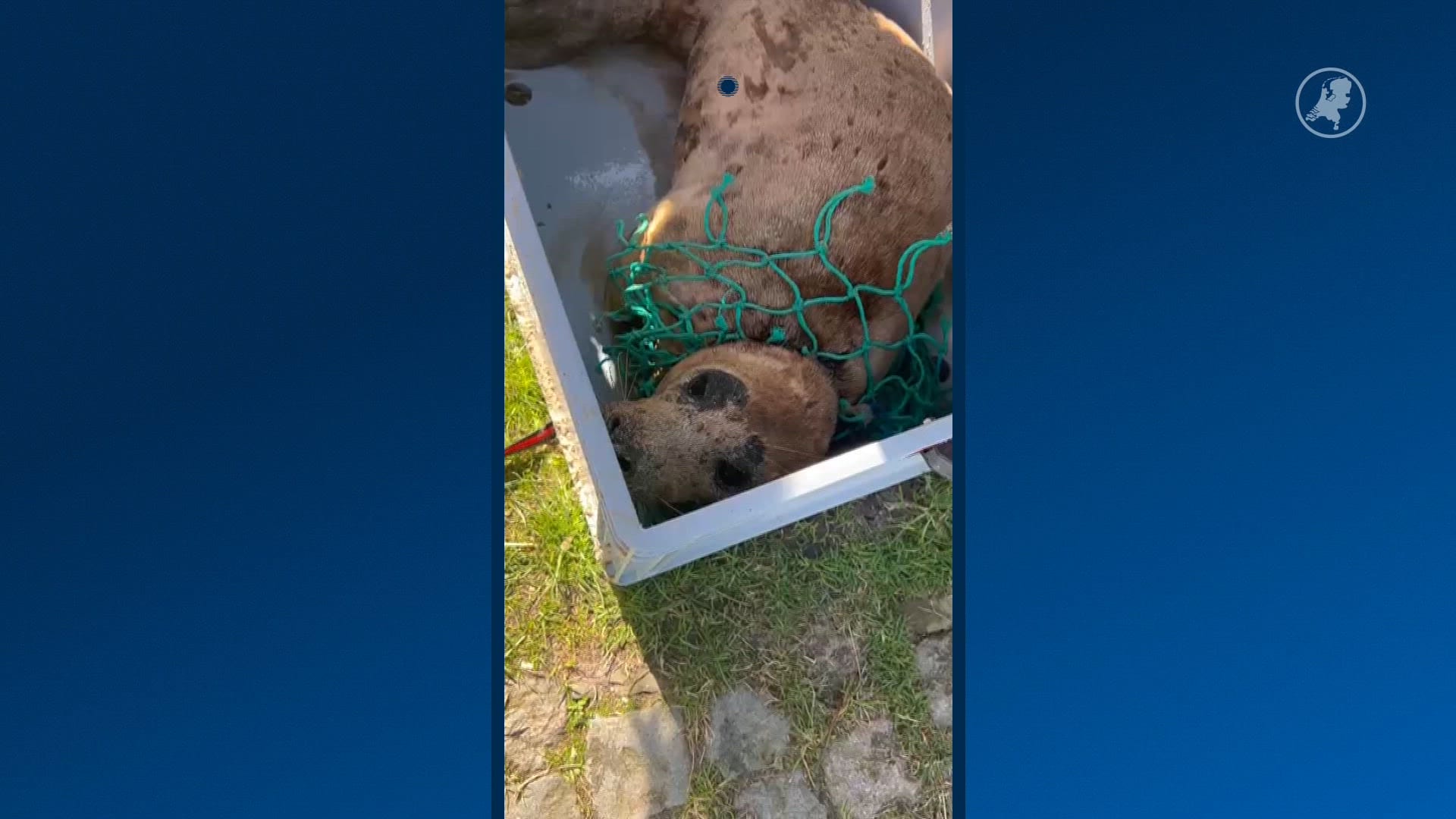 Zeehond Tangle overlijdt na verstrikking in visnet