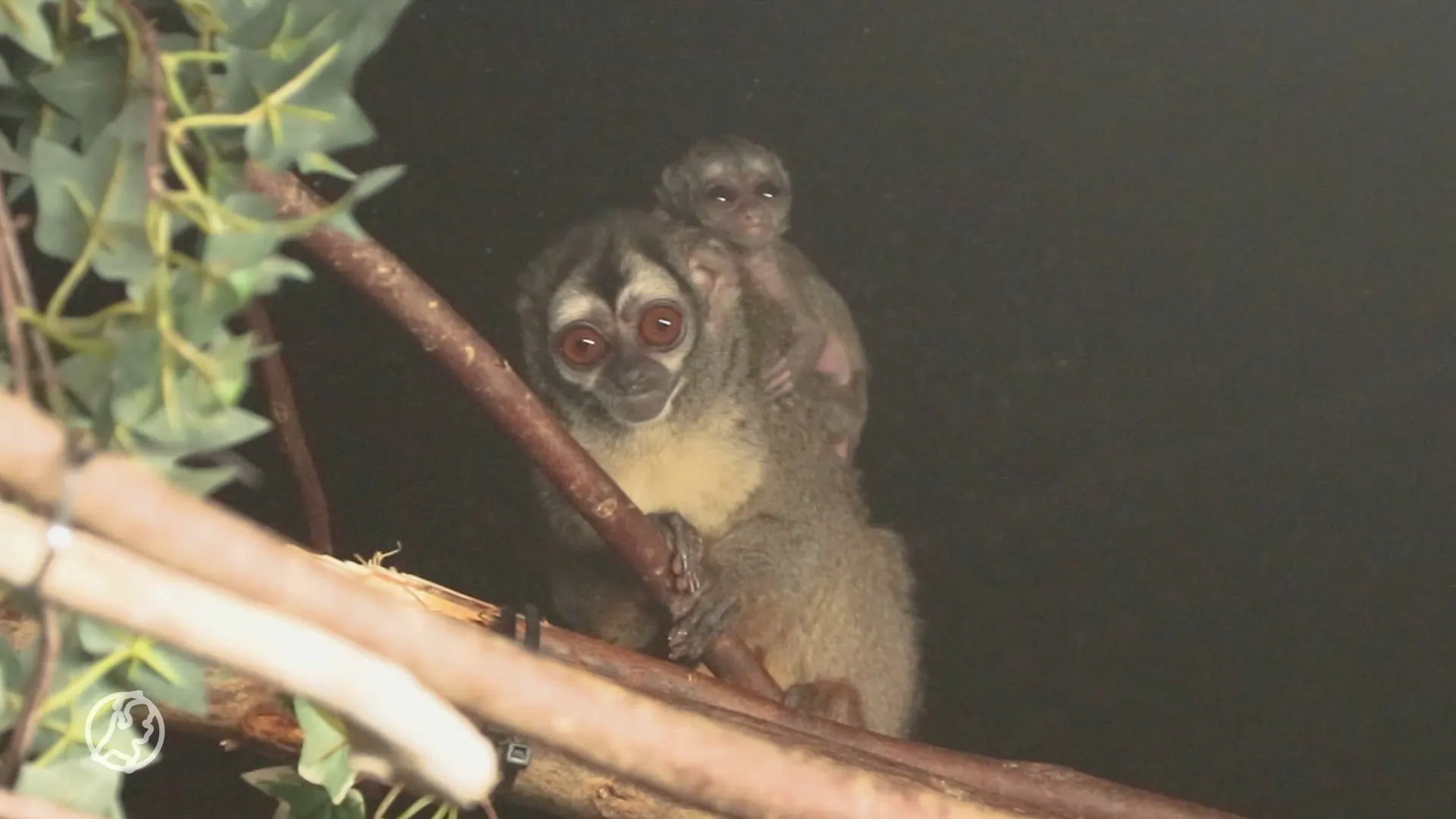 Lief! Nachtaapje geboren in DierenPark Amersfoort