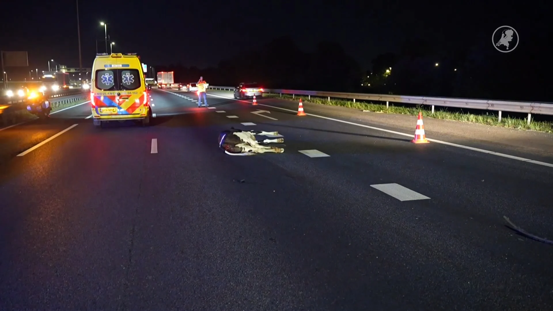 Kalf aangereden op de A28, bestuurder gewond