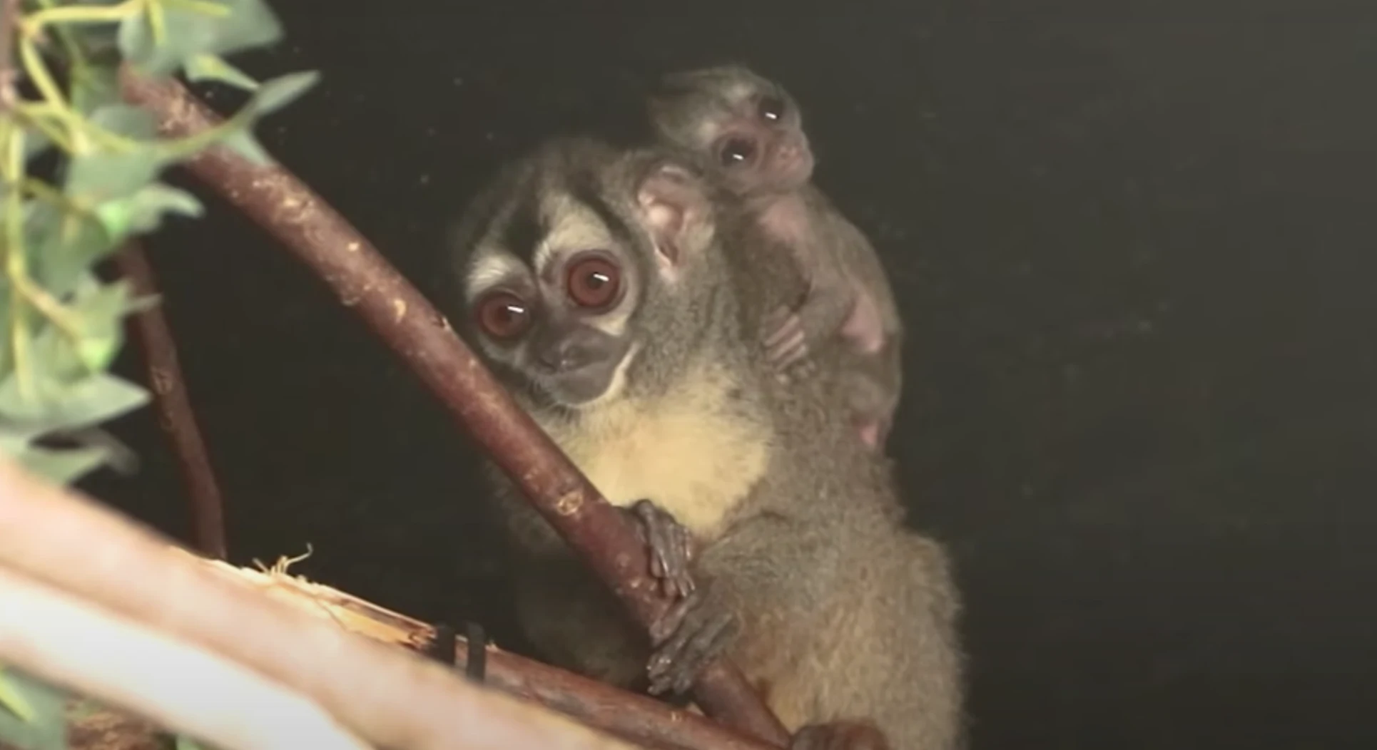 Nachtaapje geboren in DierenPark Amersfoort en jij kunt de naam bepalen