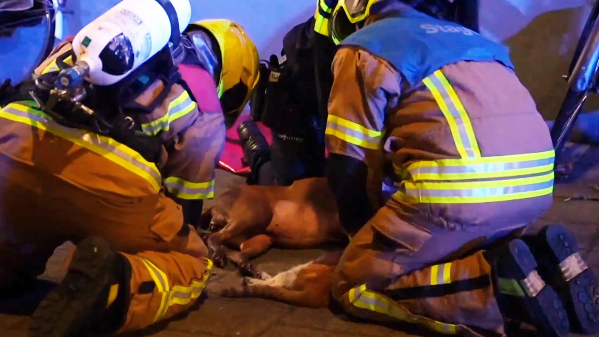 Hond en katten overleden bij brand in Rotterdam, woning verwoest