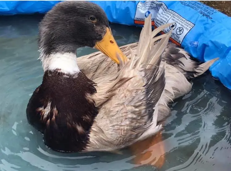 Eend Beacky mogelijk gestolen uit de tuin van Annelies: 'Hij kan niet overleven in de natuur'