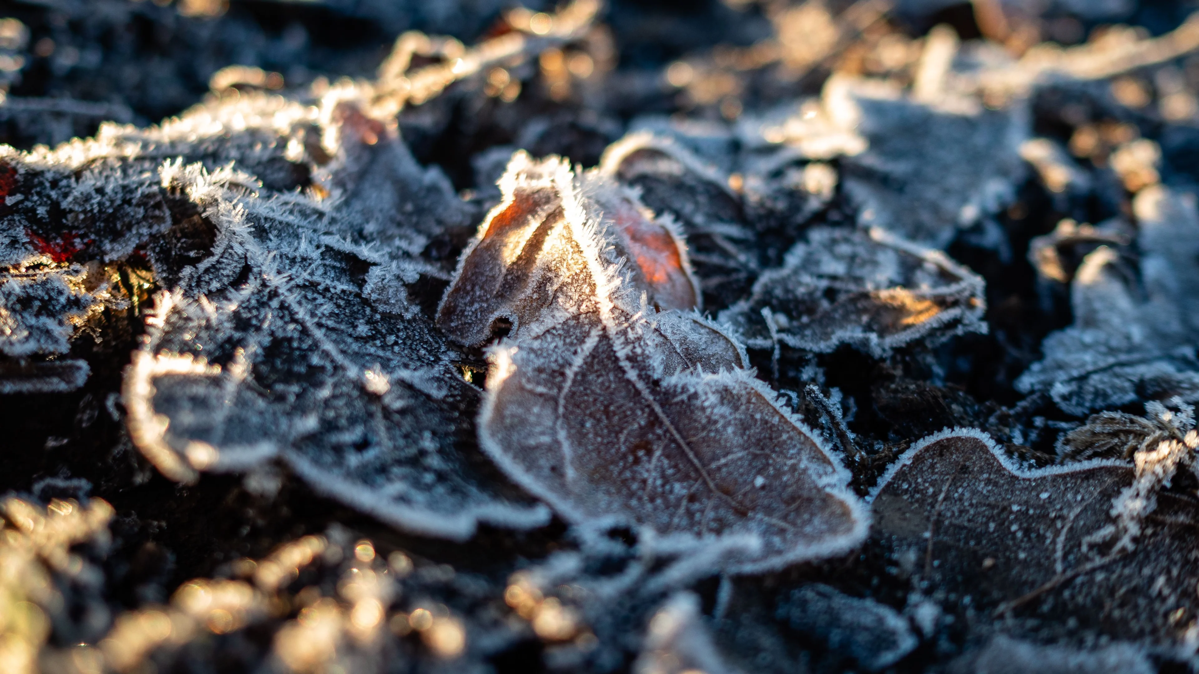 Zondag wordt fris: eerste winters getinte buien onderweg