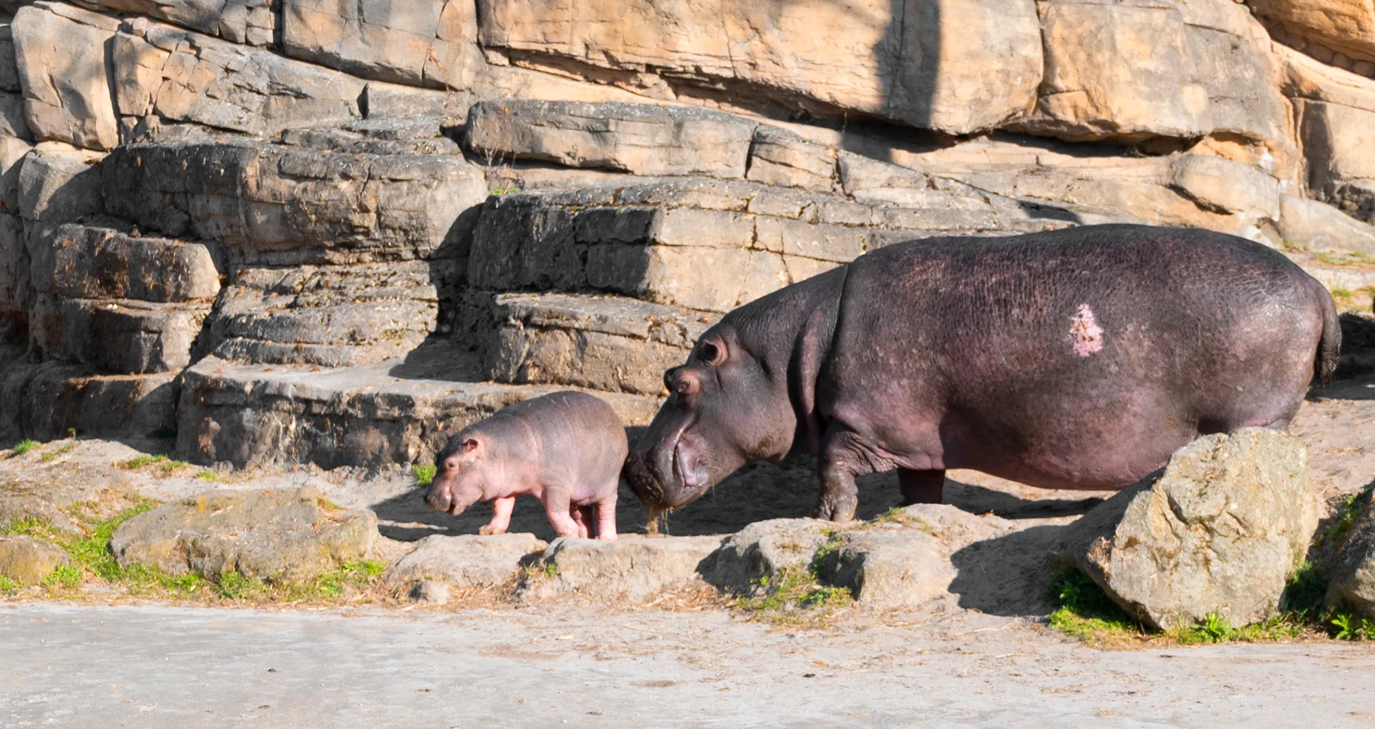 ZIEN: Nijlpaardjong zet eerste stappen in buitenverblijf Emmen