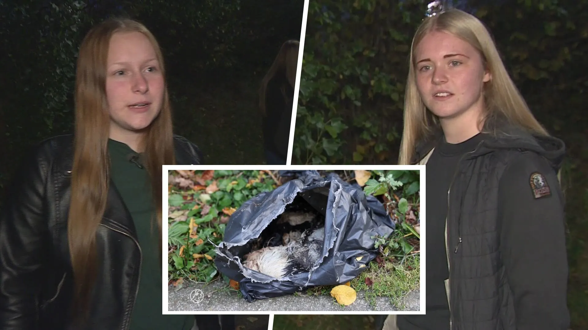 Opnieuw zak met verdronken kittens gevonden: 'Ik tril van schrik en boosheid'