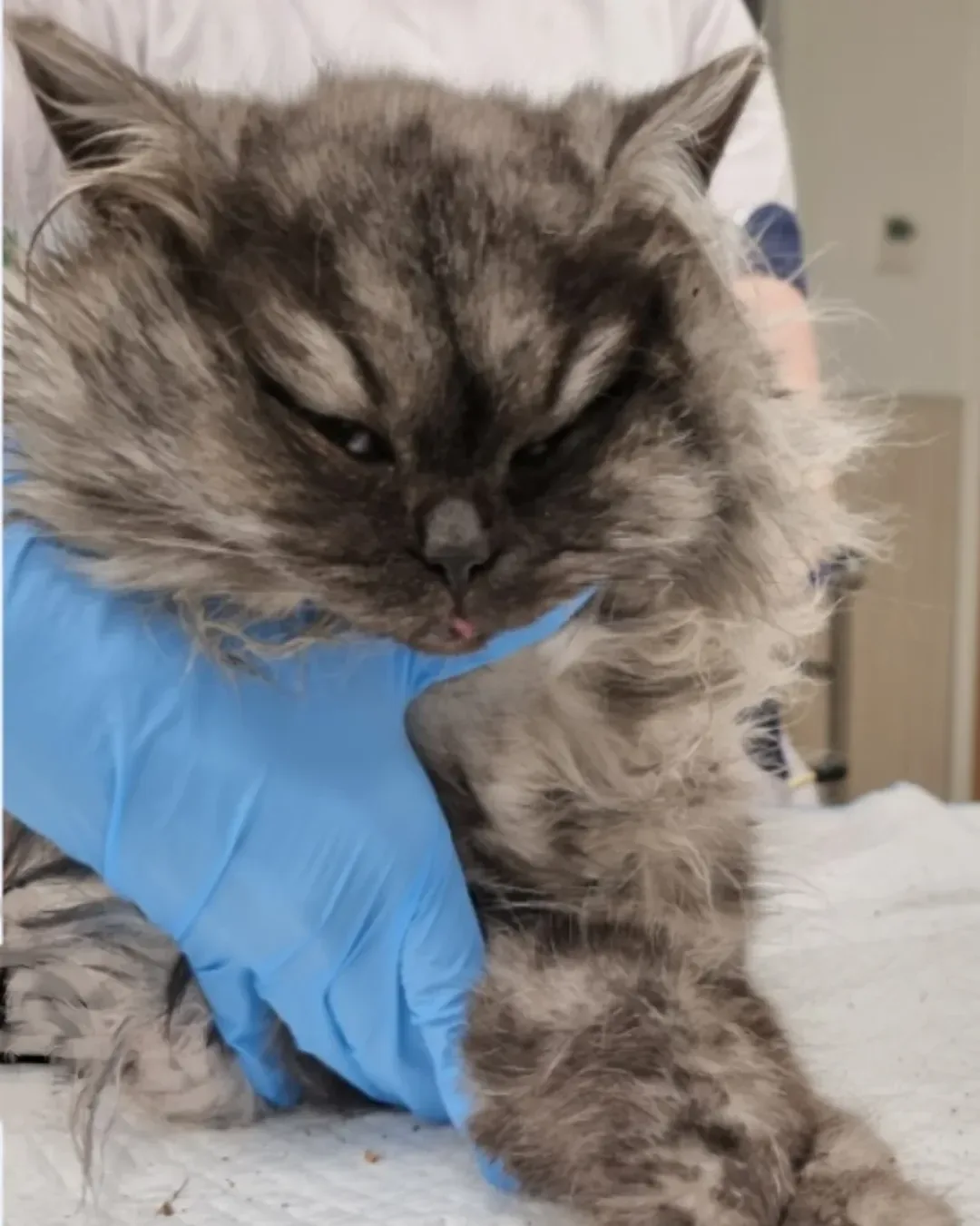 Politie zoekt baasje van levend gevilde kat in Nieuwegein