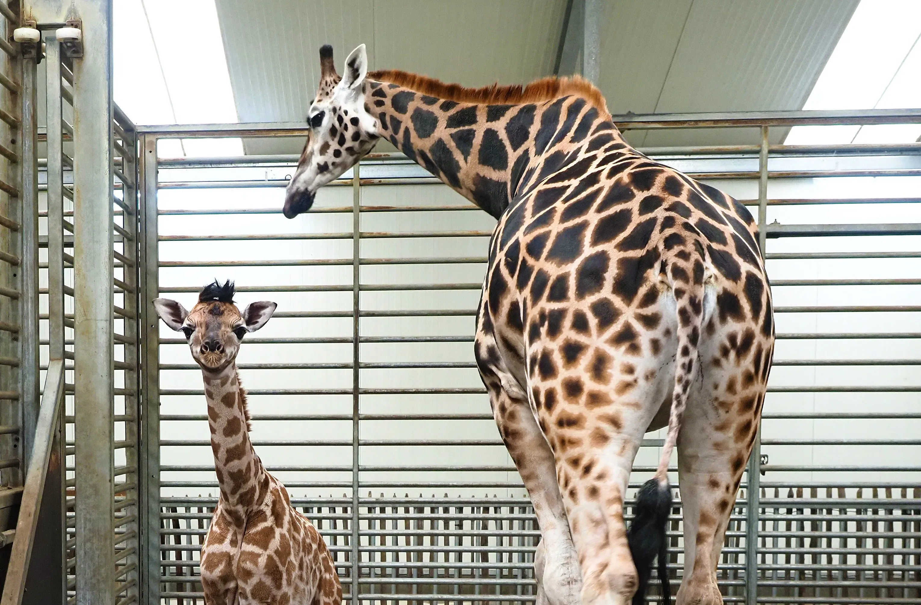 Giraffebaby Shanna geboren in Safaripark Beekse Bergen