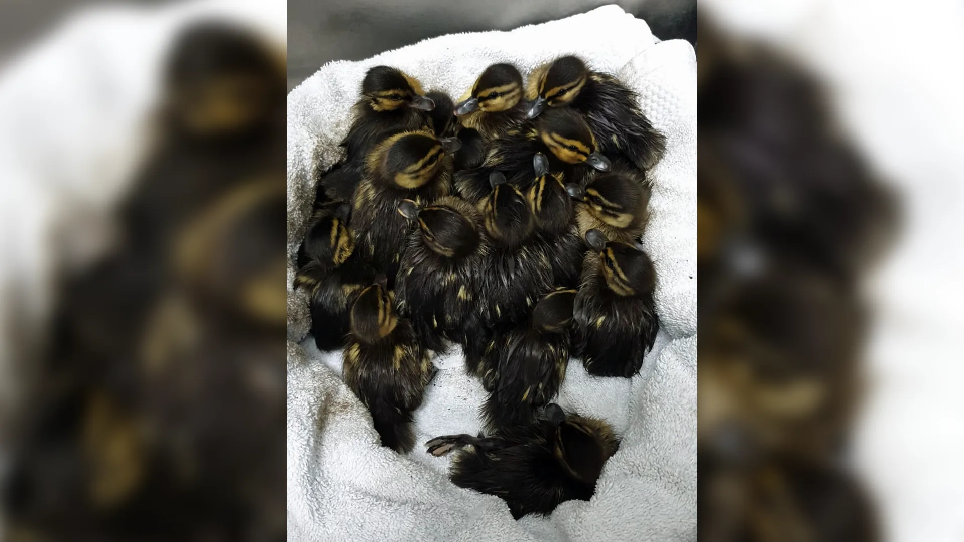 Dierenambulance in aanloop naar Pasen druk met eendenkuikens in het nauw