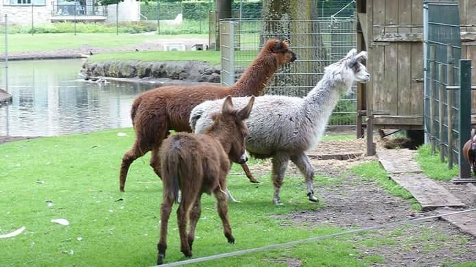 Hitsige alpaca oorzaak van verdrinkingsdood alpacavrouwtje in Schaijk