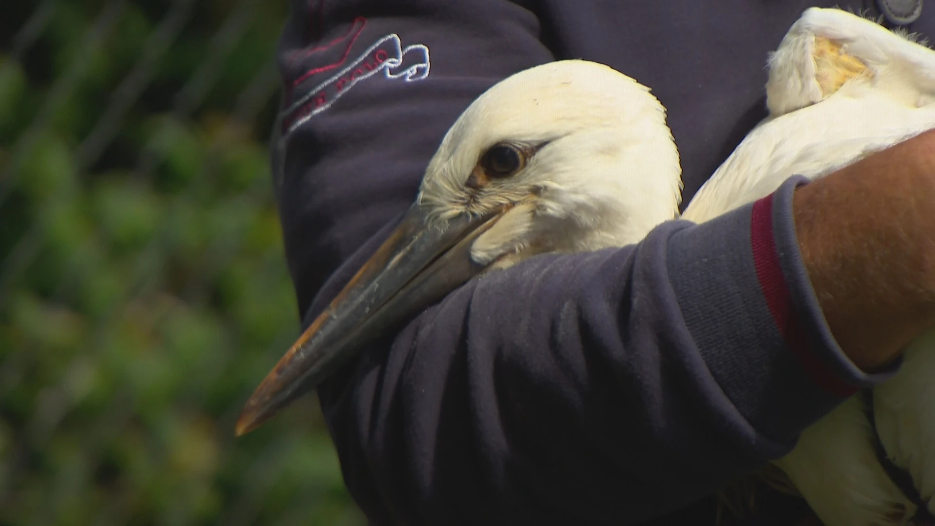 Vier geredde ooievaarsjongen De Lutte vliegen binnenkort uit