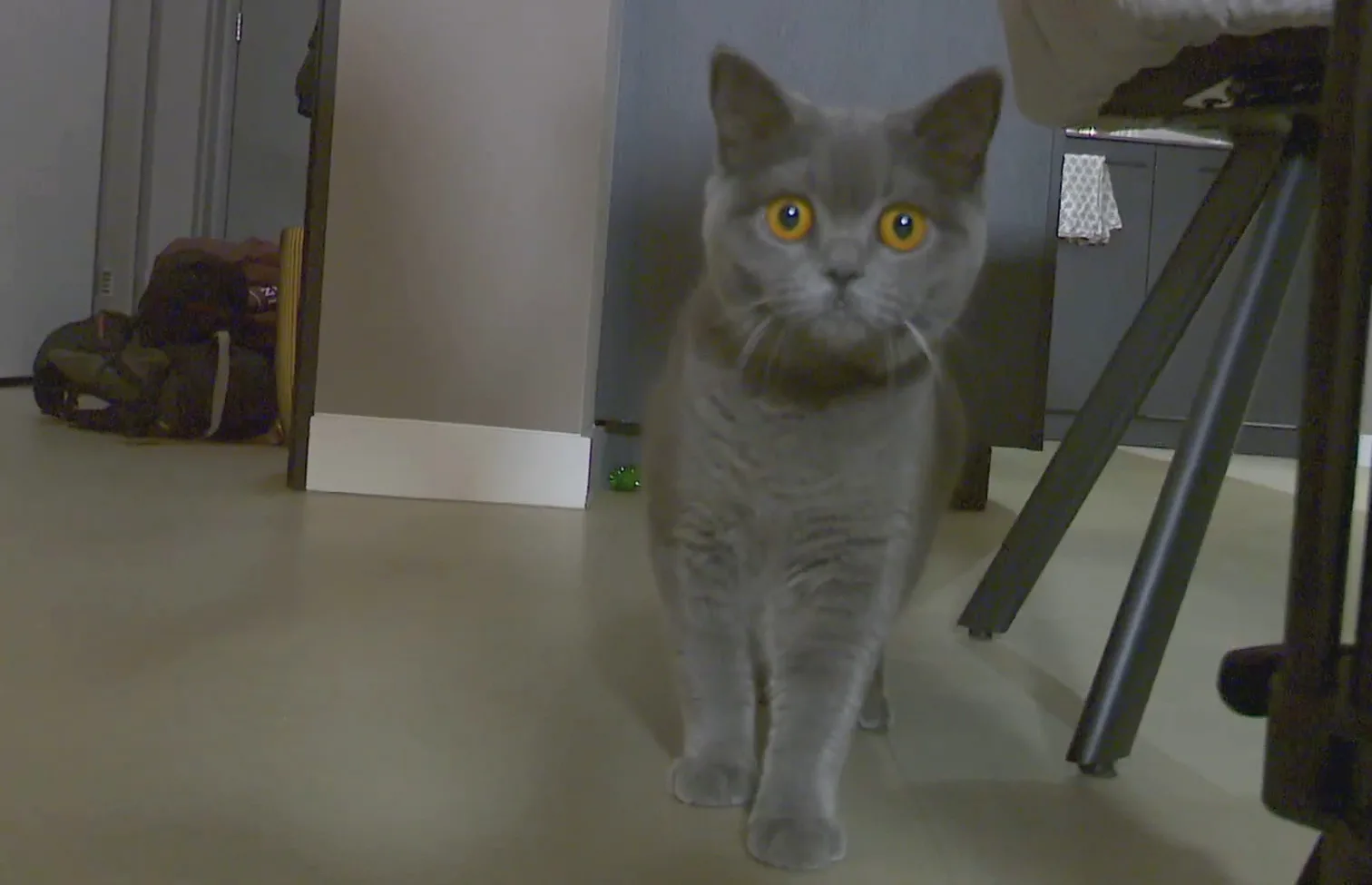 Hardleerse kattenfokker in Helmond opnieuw de fout in