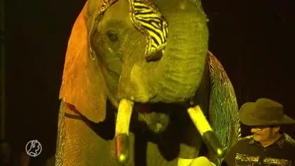 'Circusolifant Buba moet naar olifantenopvang in Frankrijk'