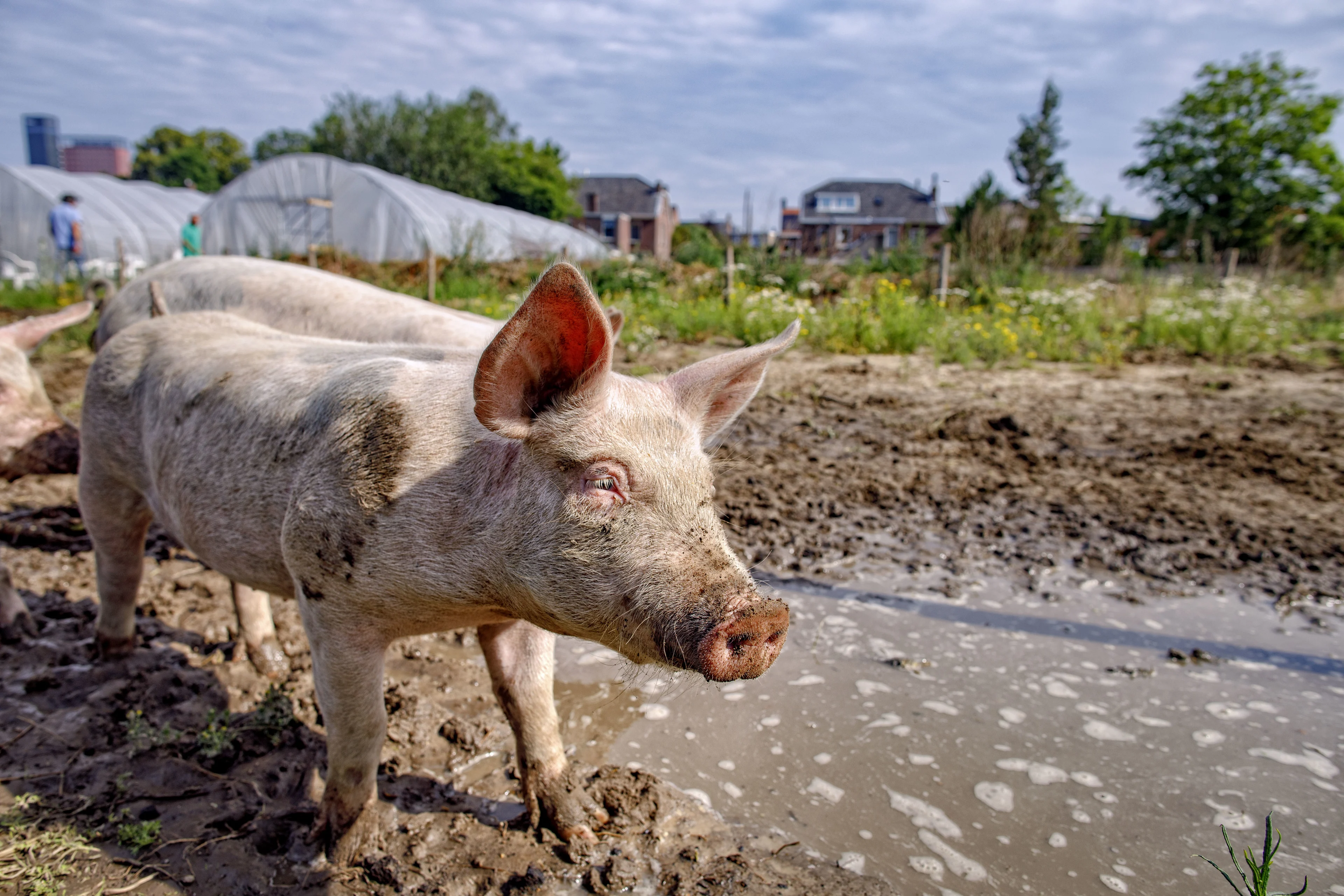 Varken neergestoken door drie inbrekers in Vlodrop: 'Het is bij de beesten af'