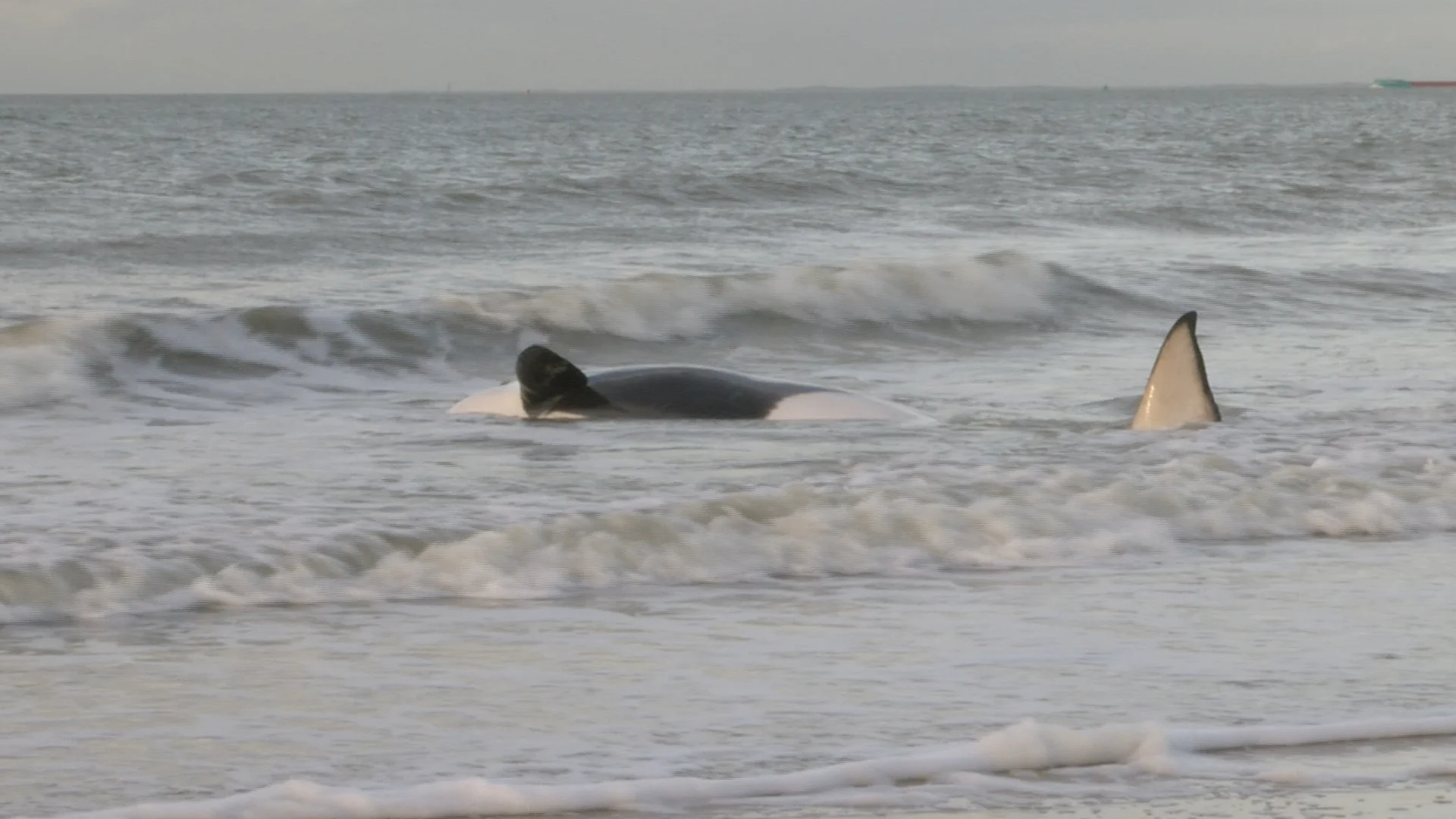 Aangespoelde orka bij Cadzand ondanks alle hulp overleden