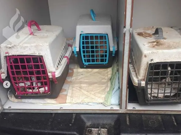 Politie vindt 22 katten en dode honden in woning Rotterdam