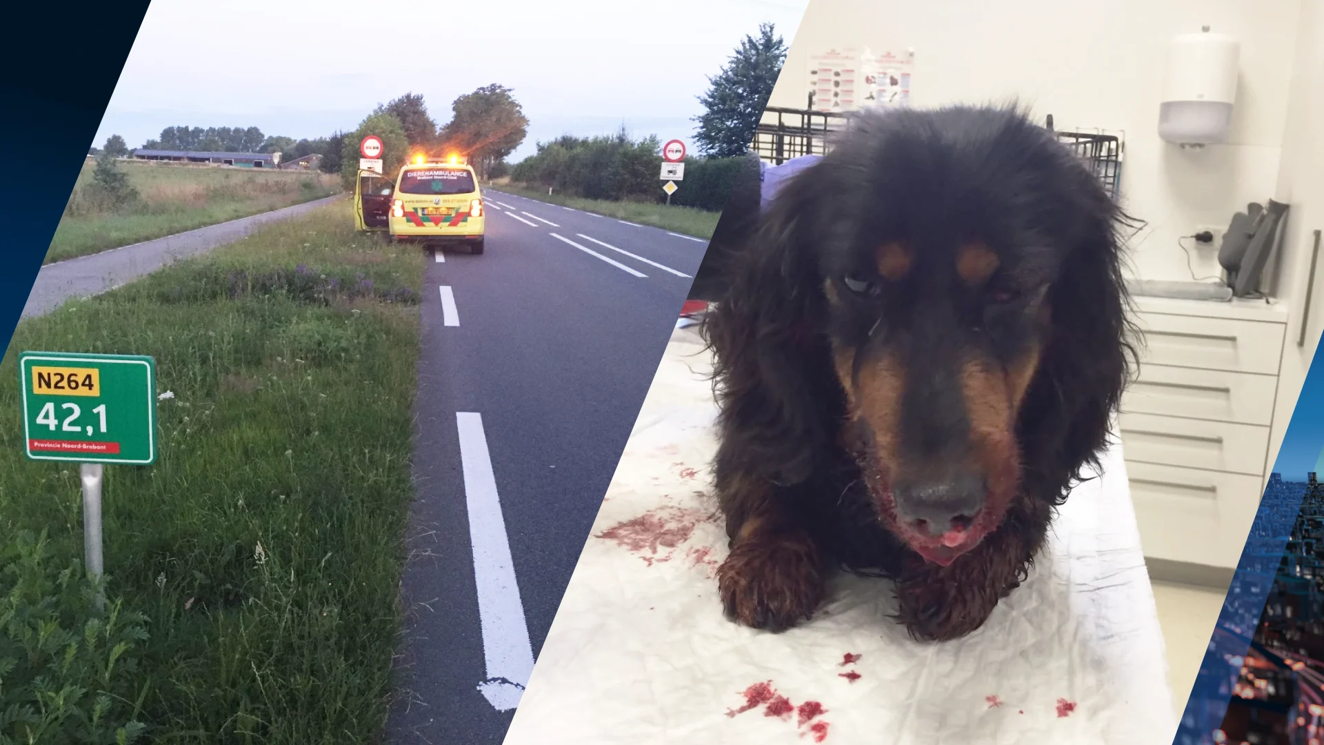 Automobilist rijdt door na aanrijden hondje Jack op N264