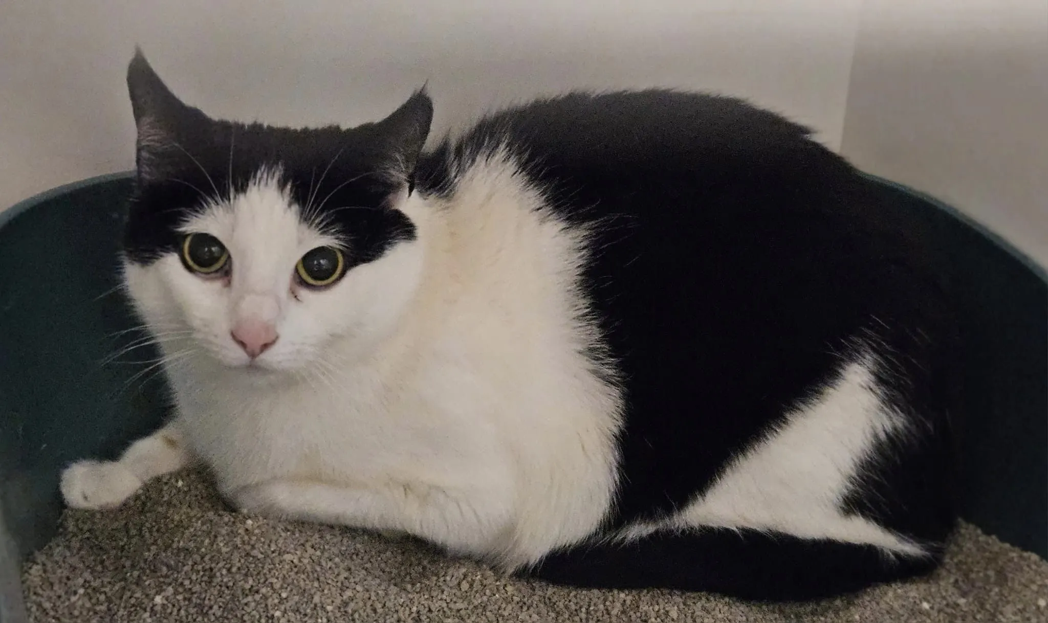 Kat 'Cupcake' in dichtgeplakte doos gedumpt in Waddinxveen 